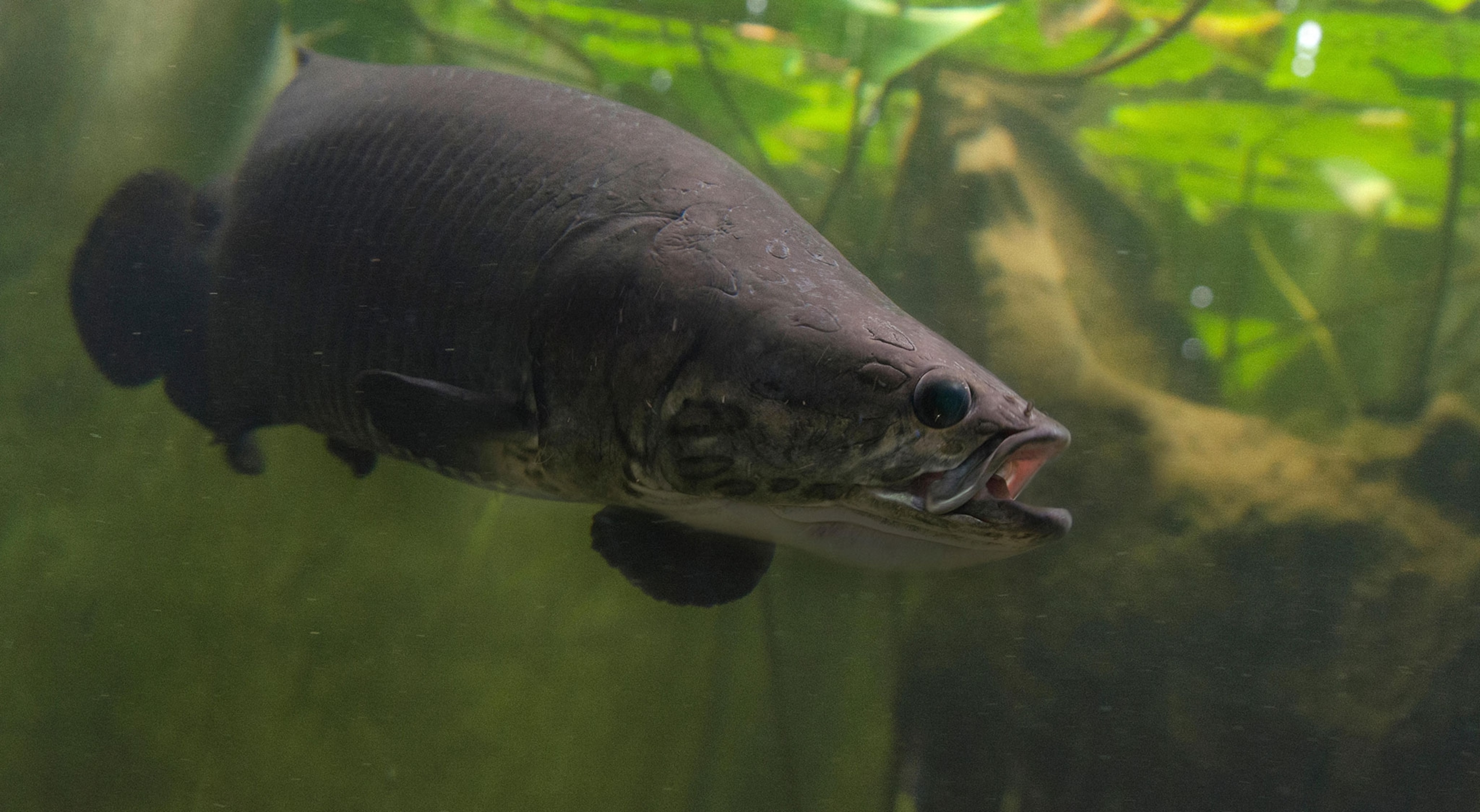 an arapaima swimming in green water
