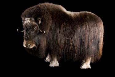 a musk ox