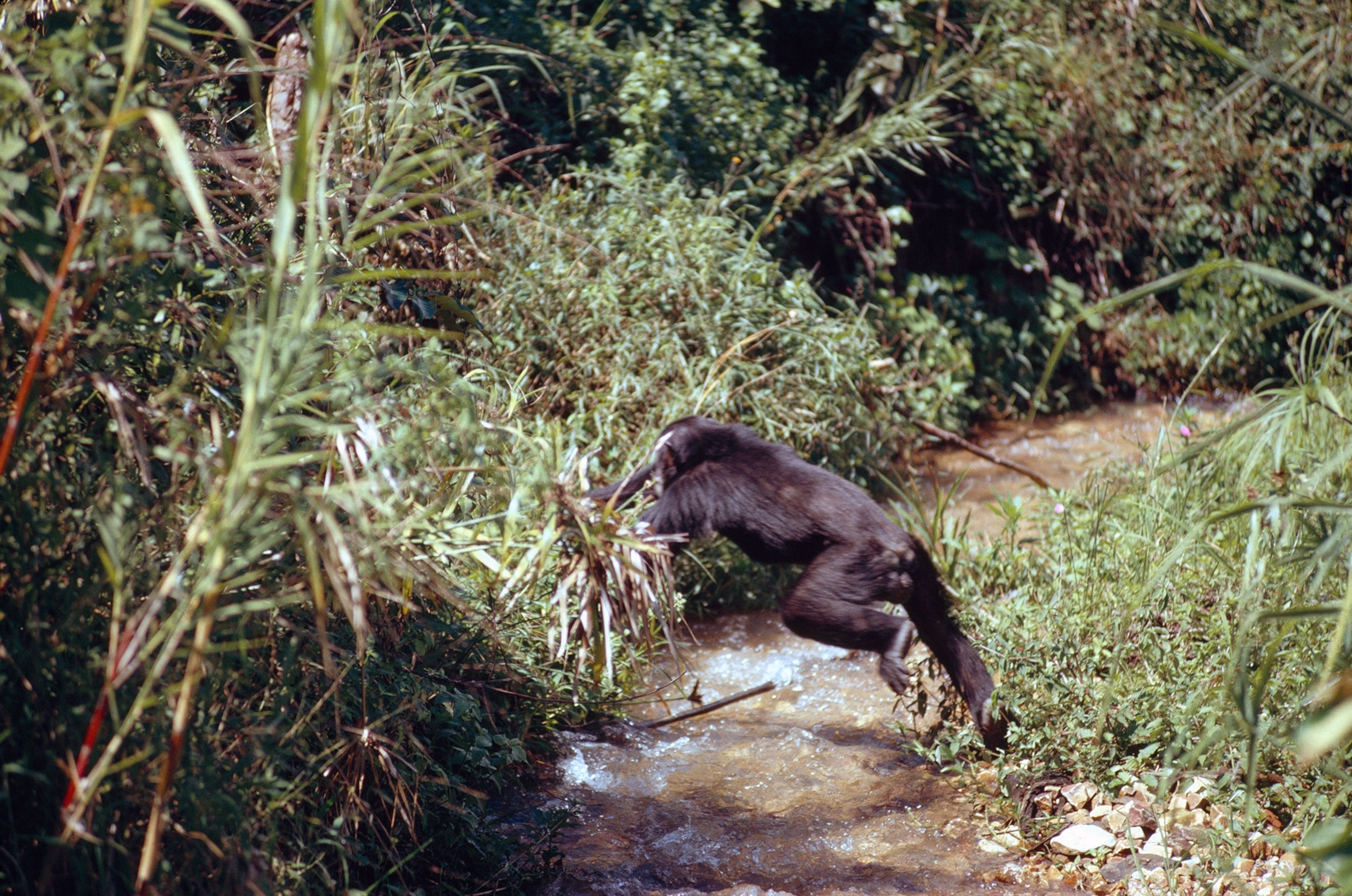 a chimpanzee jumping a stream.