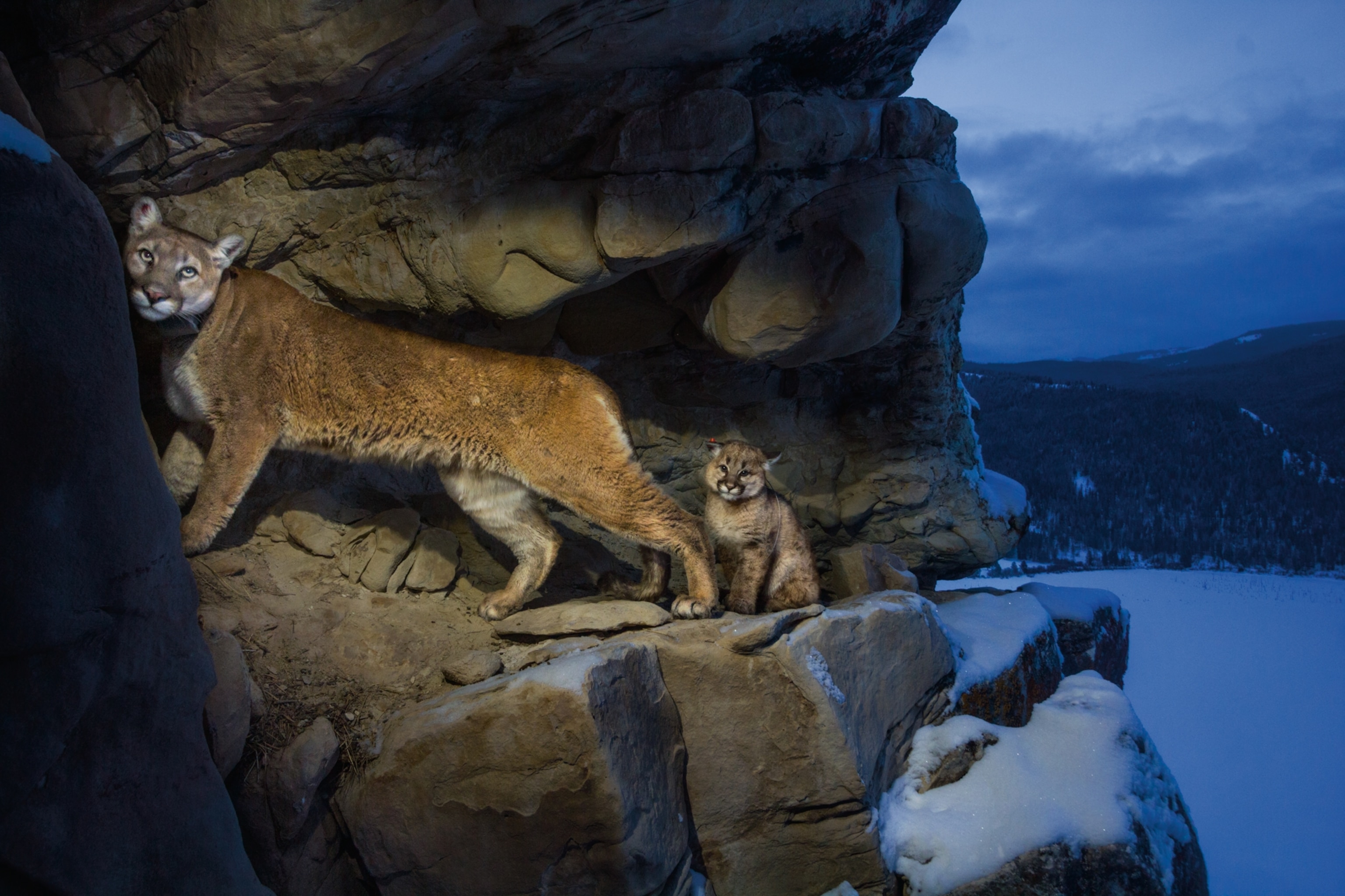 a cougar and kitten