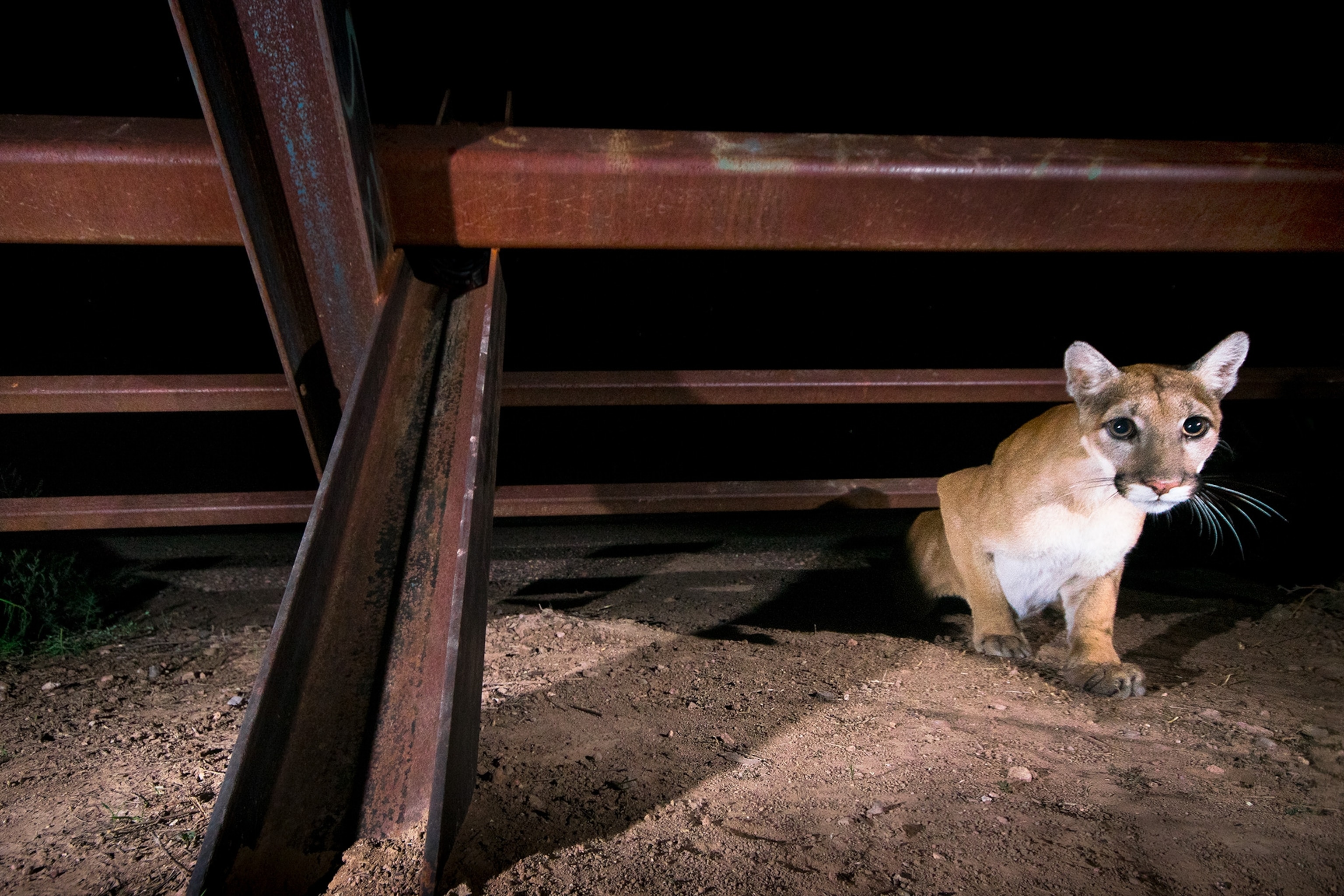 a mountain lion coming out from under a metal fence