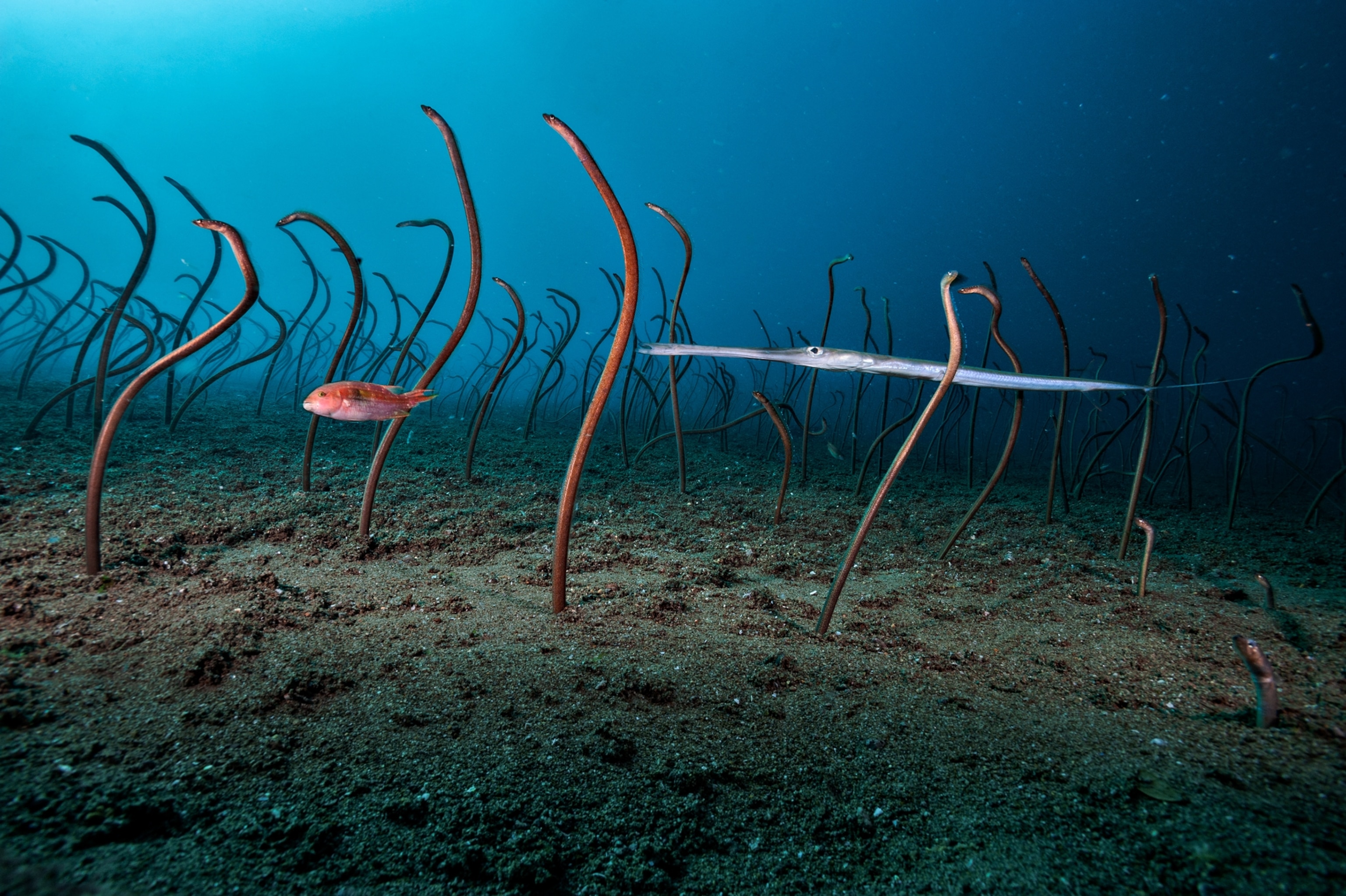 Picture of a small red wish and a long silver fish swimming through a field of eels sticking out from their holes in the ocean floor.