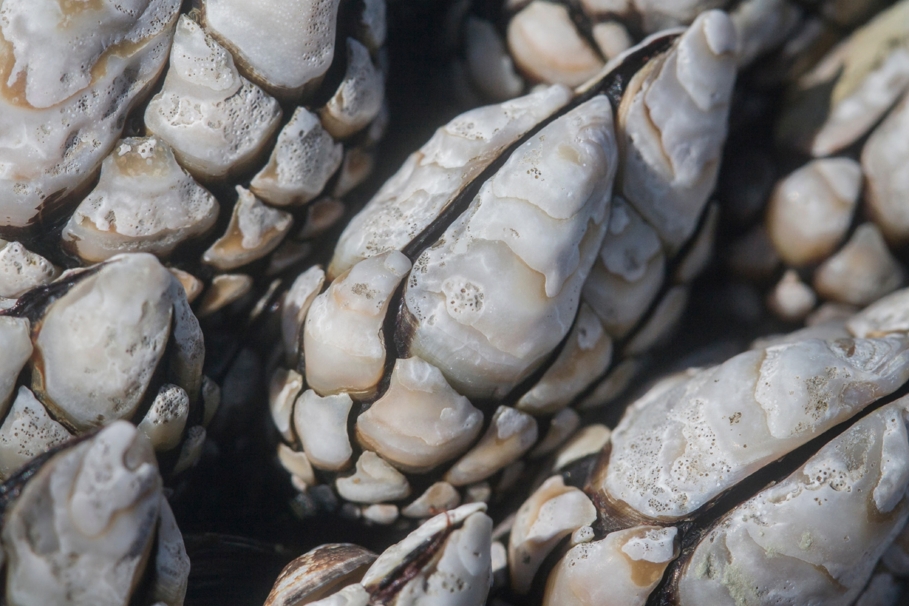 Close-up of goose neck barnacles