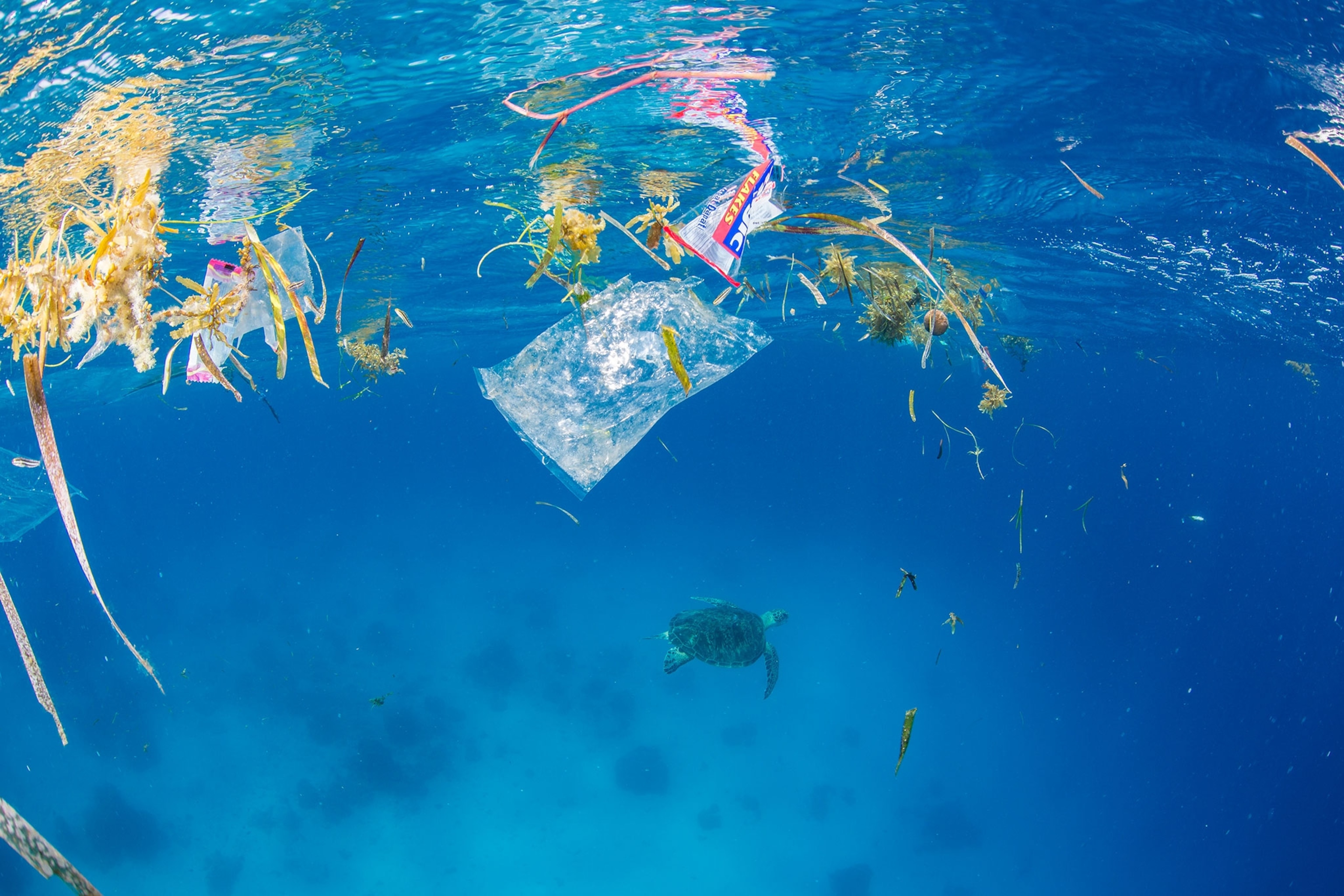 a green sea turtle swimming away from plastic trash