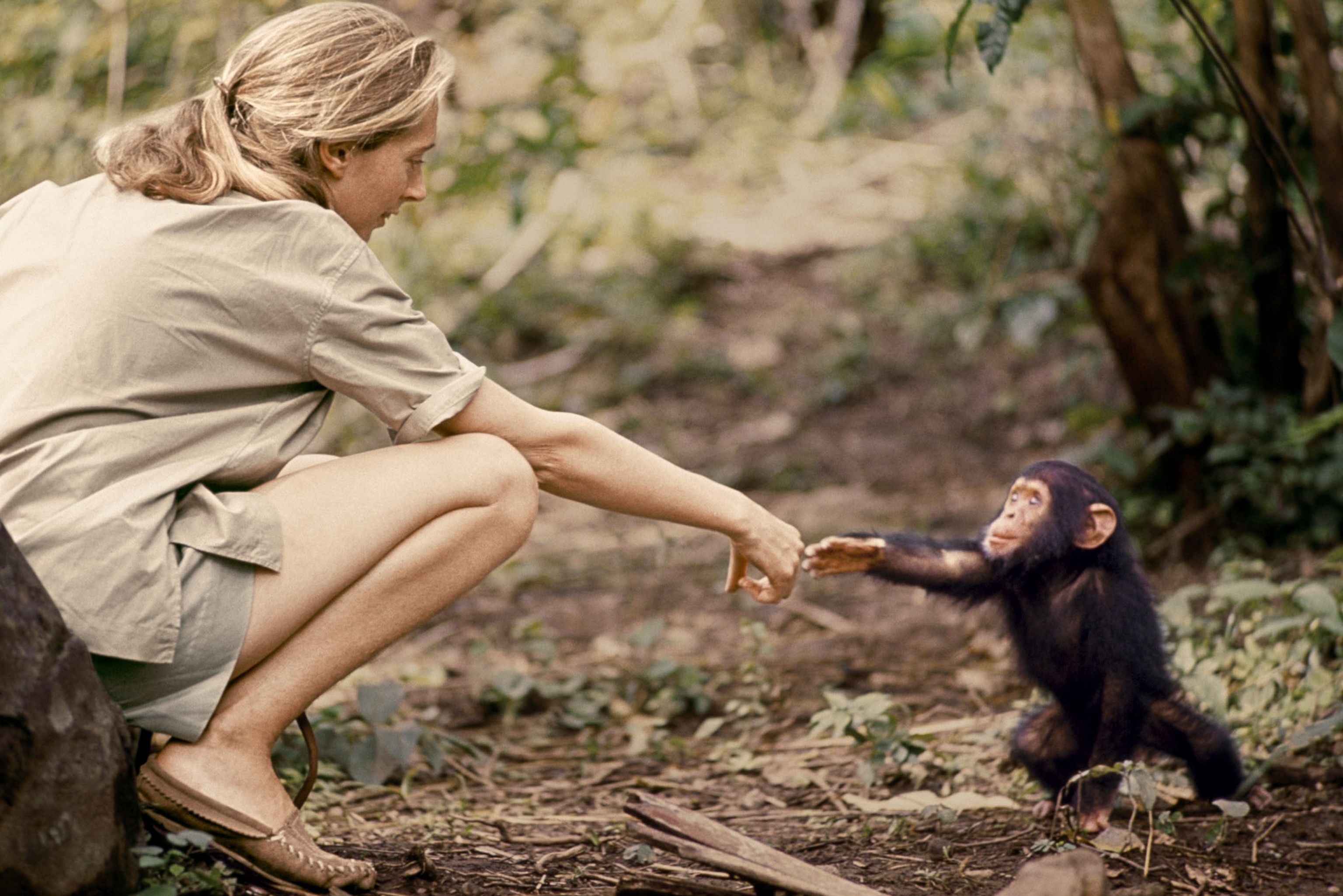 a blonde woman extending a hand to a baby chimp that is reaching for it