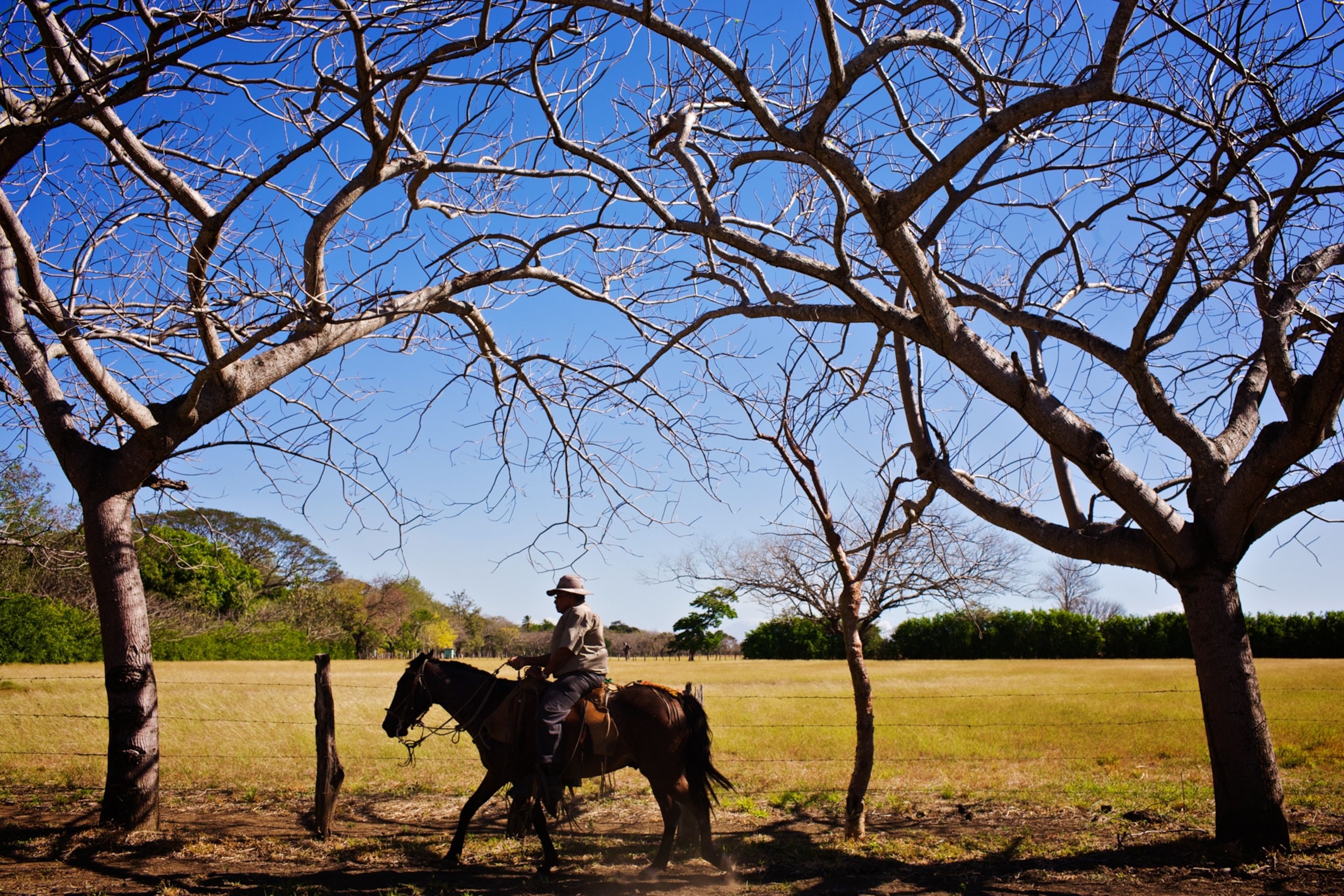 An elderly cowboy on horseback, framed by the branches of trees.