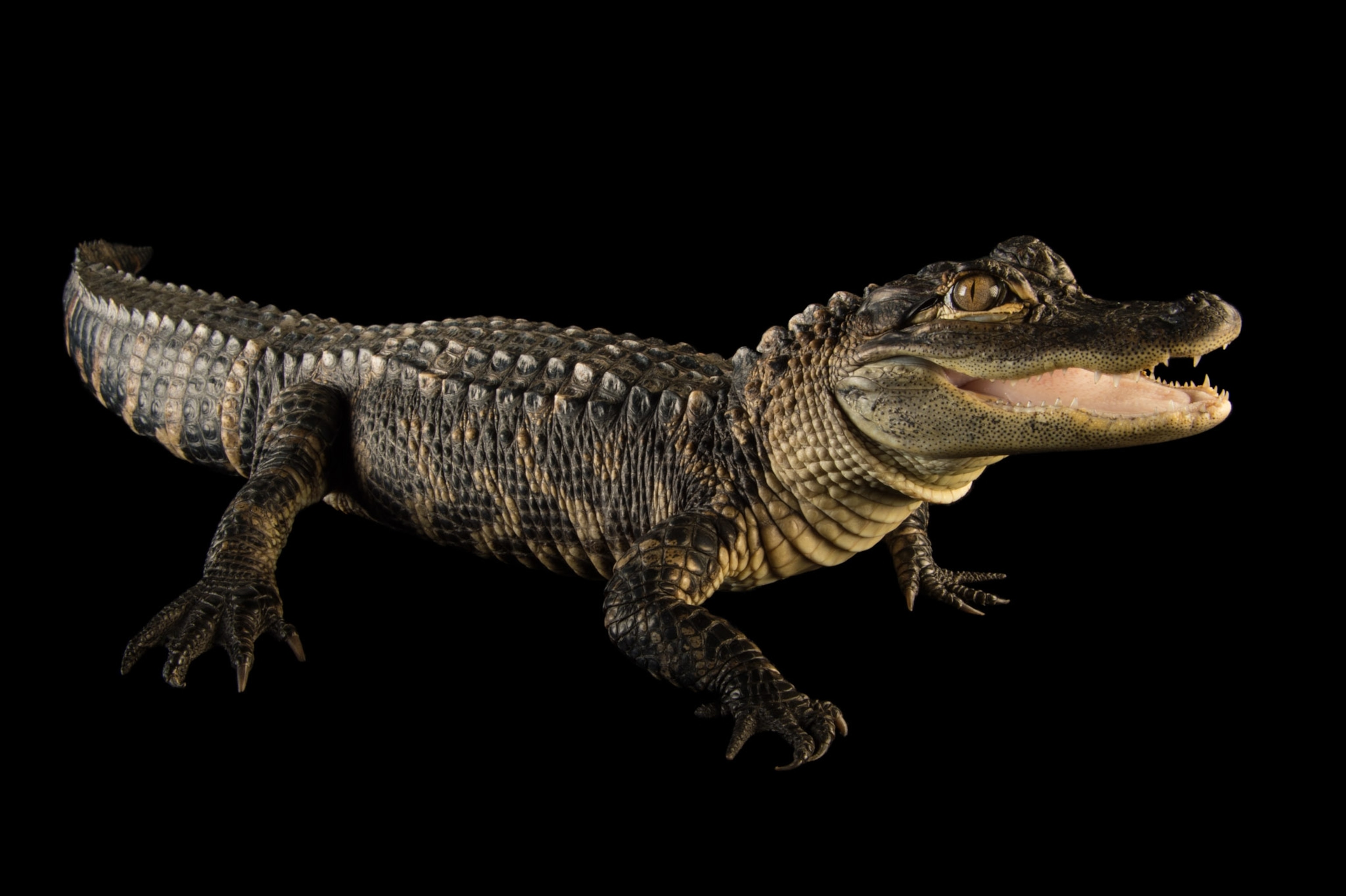 The full length of an alligator is on view as it stands with it's mouth slightly open.