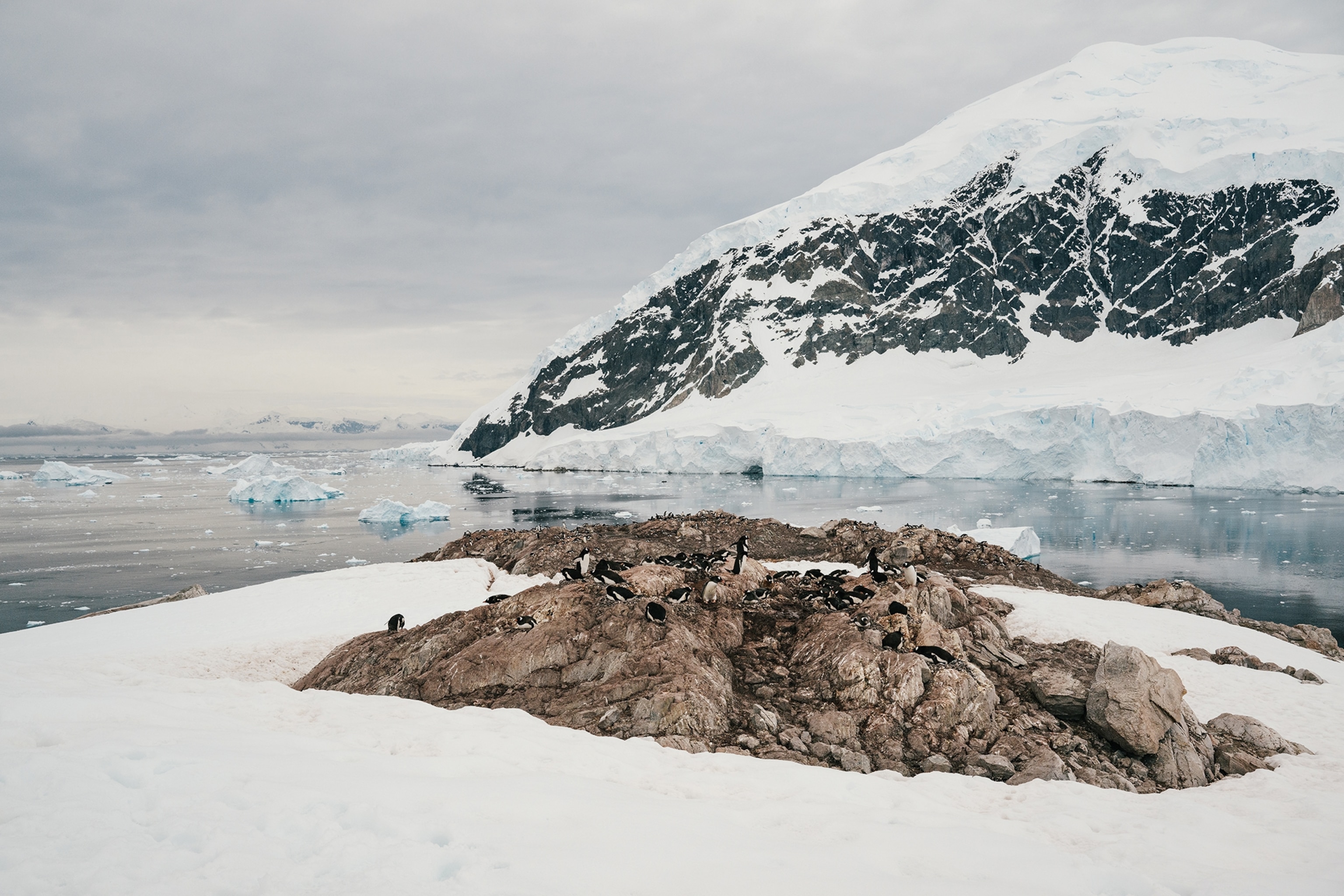 Birds migrated to a rocky terrain in Antarctica. The surrounding waters have chunks of ice floating on the surface, and the rocks have some snow settled on top.