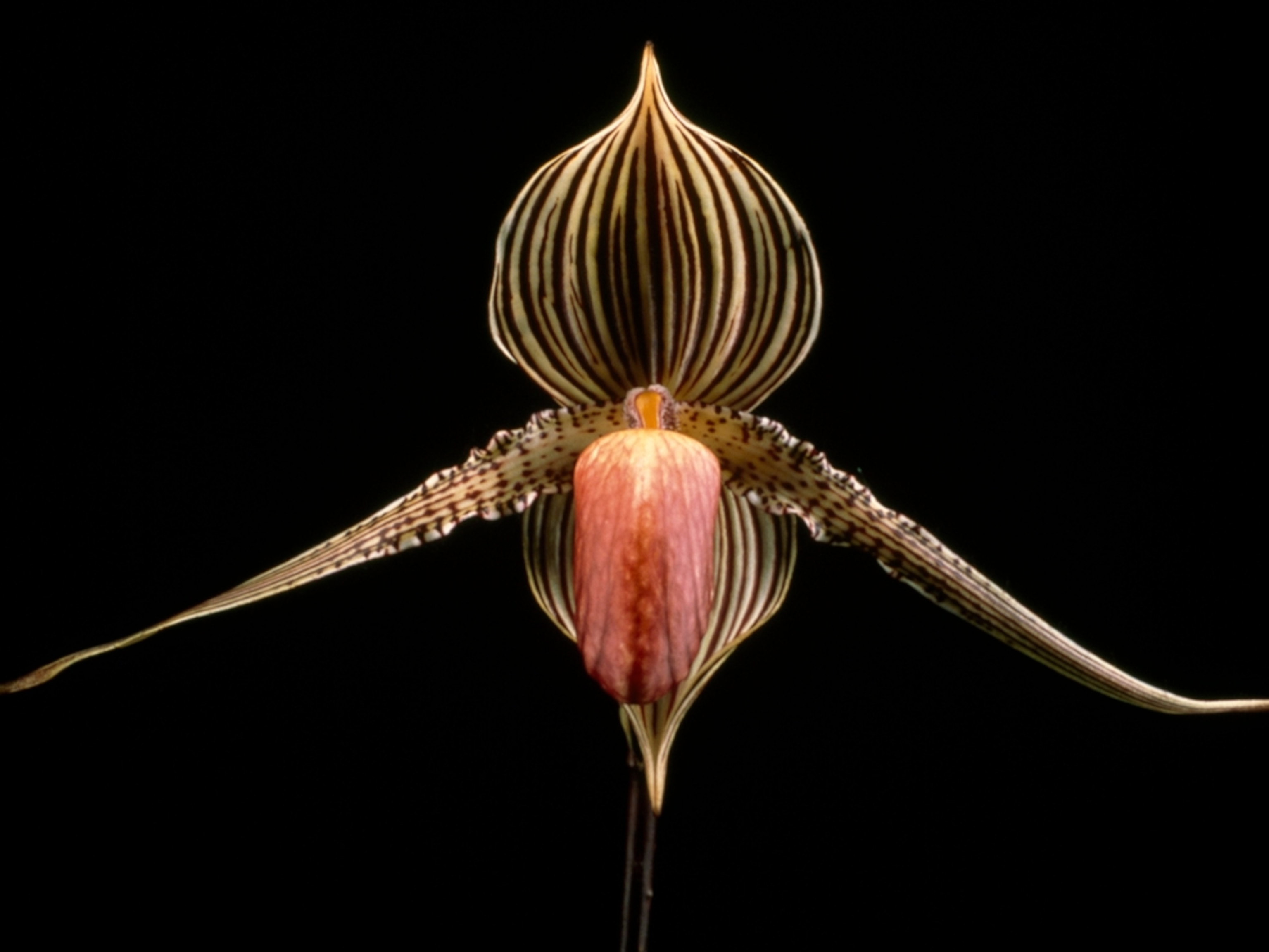 Orchid on black background