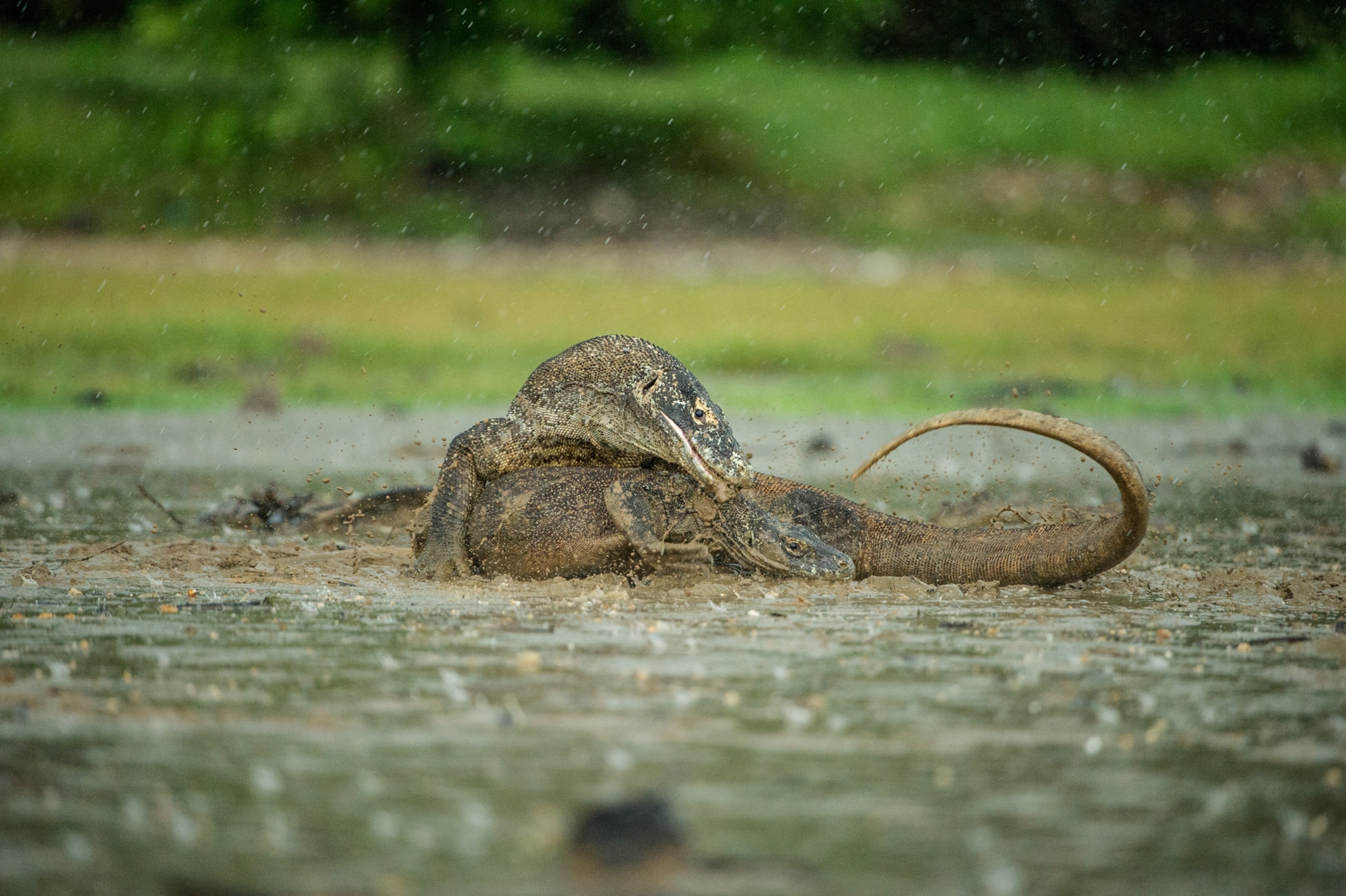 Two adult males fight over a female.