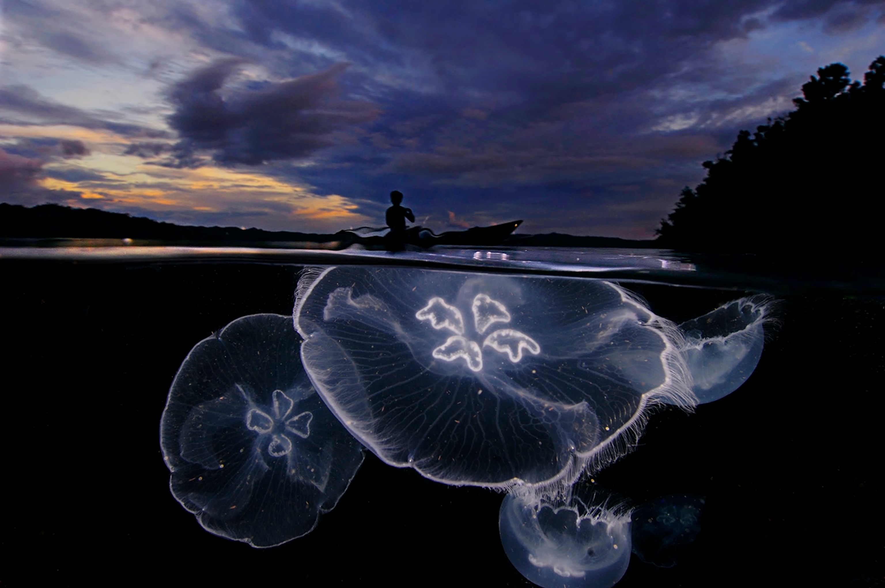 a fisherman passing over a swarm of aurelia jellyfish