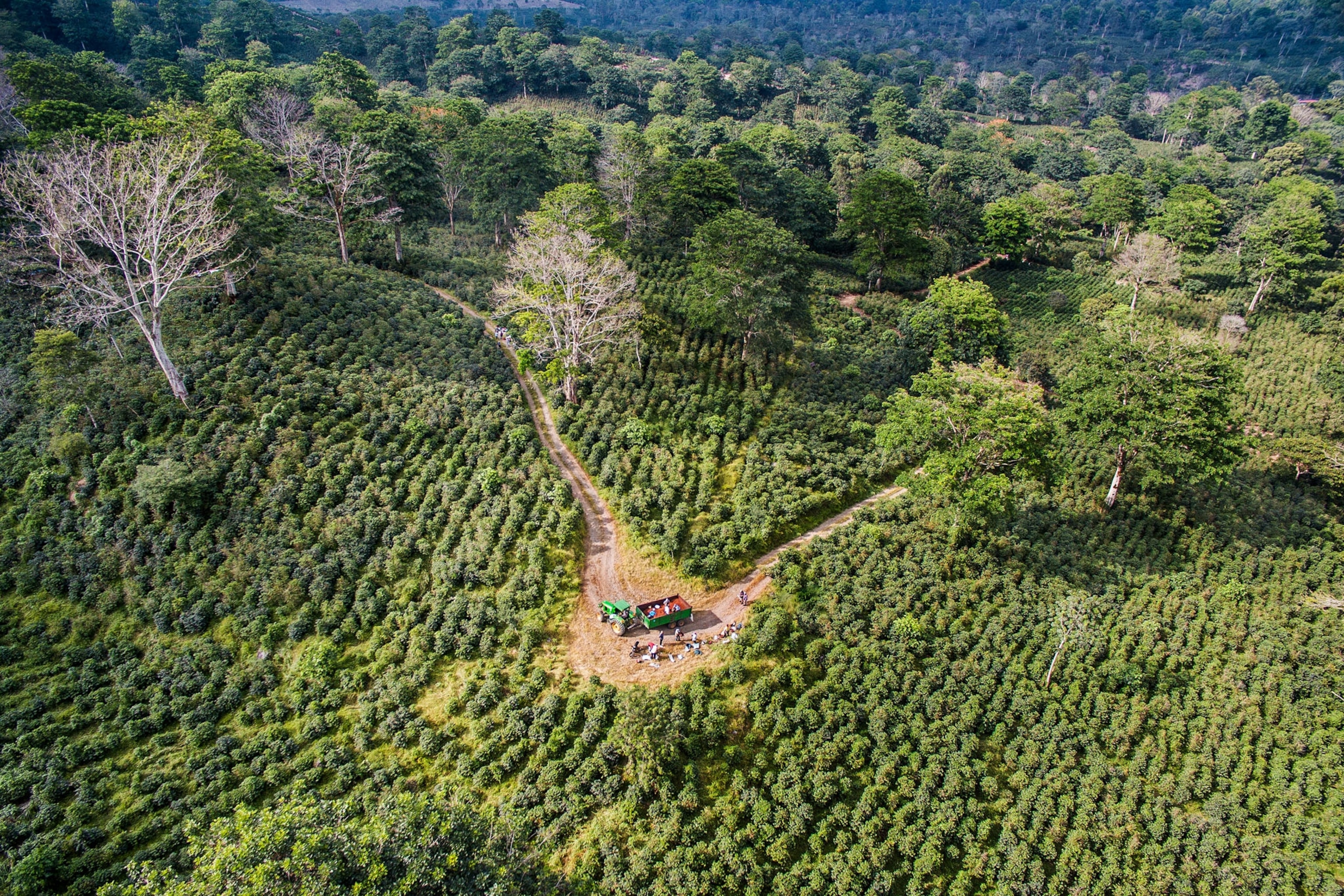 Picture of an aerial view of coffee workers taking their freshly picked coffee cherries to a wagon.