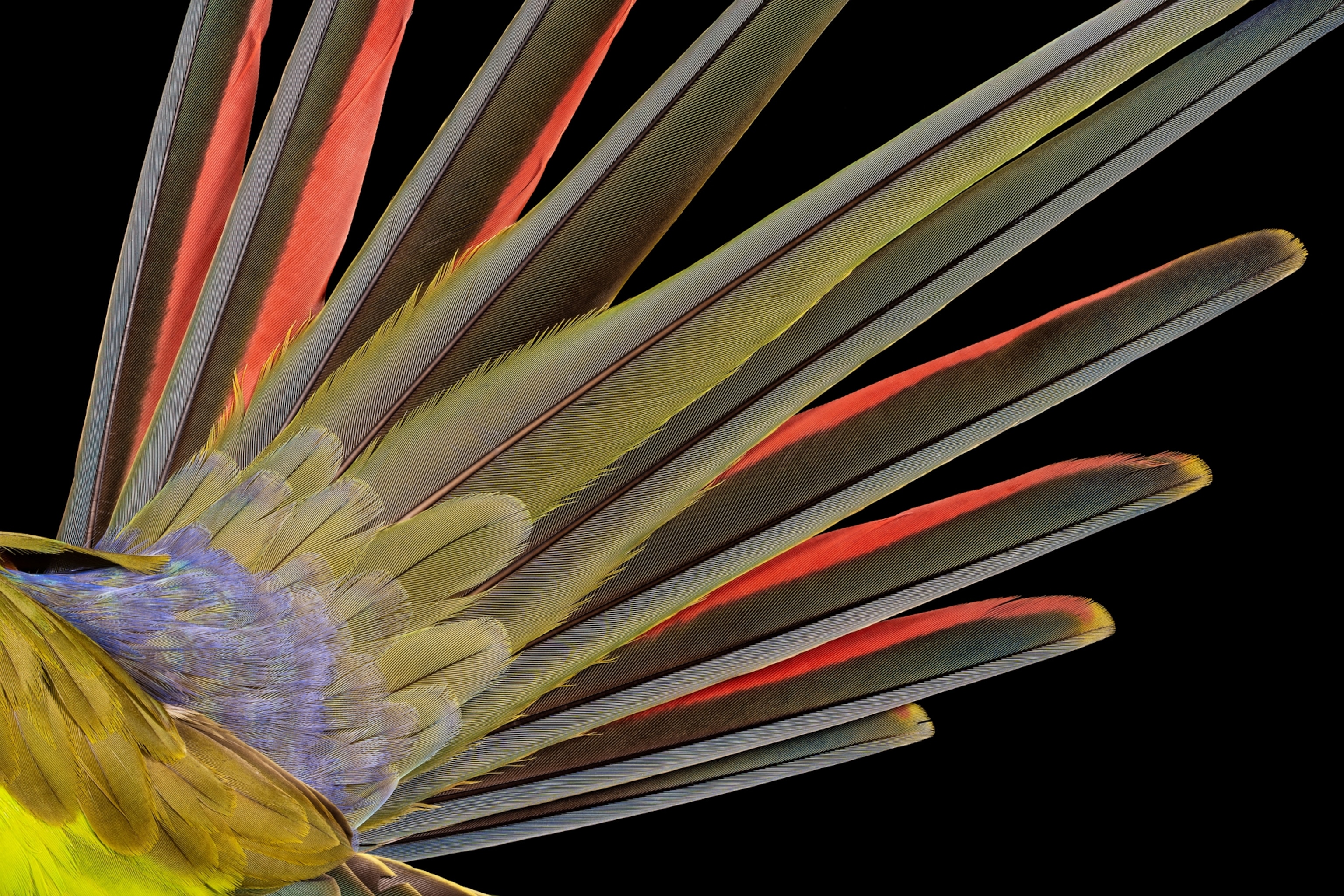 The bird's tail in grey, orange, and yellow.