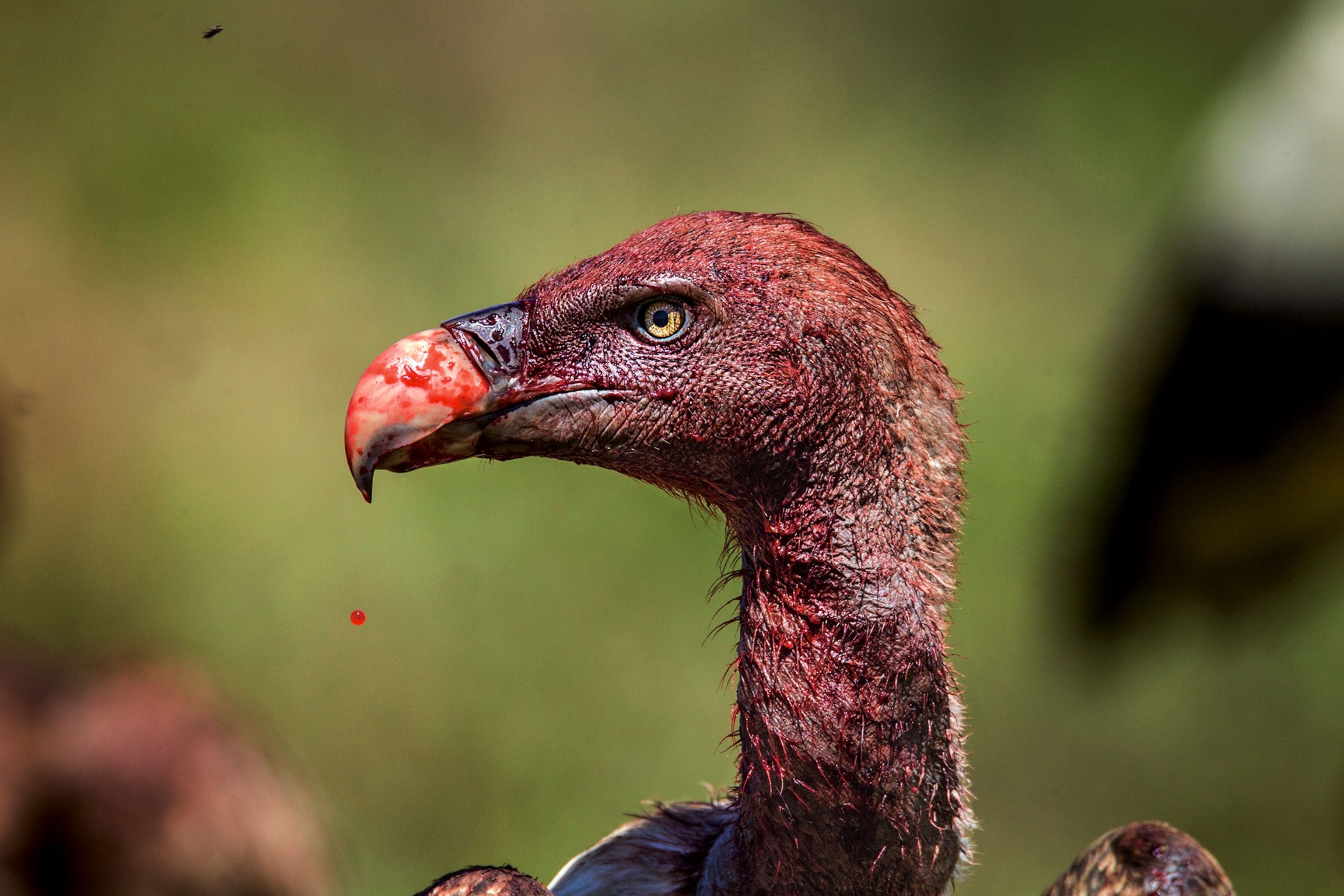 a ruppell's griffon vulture