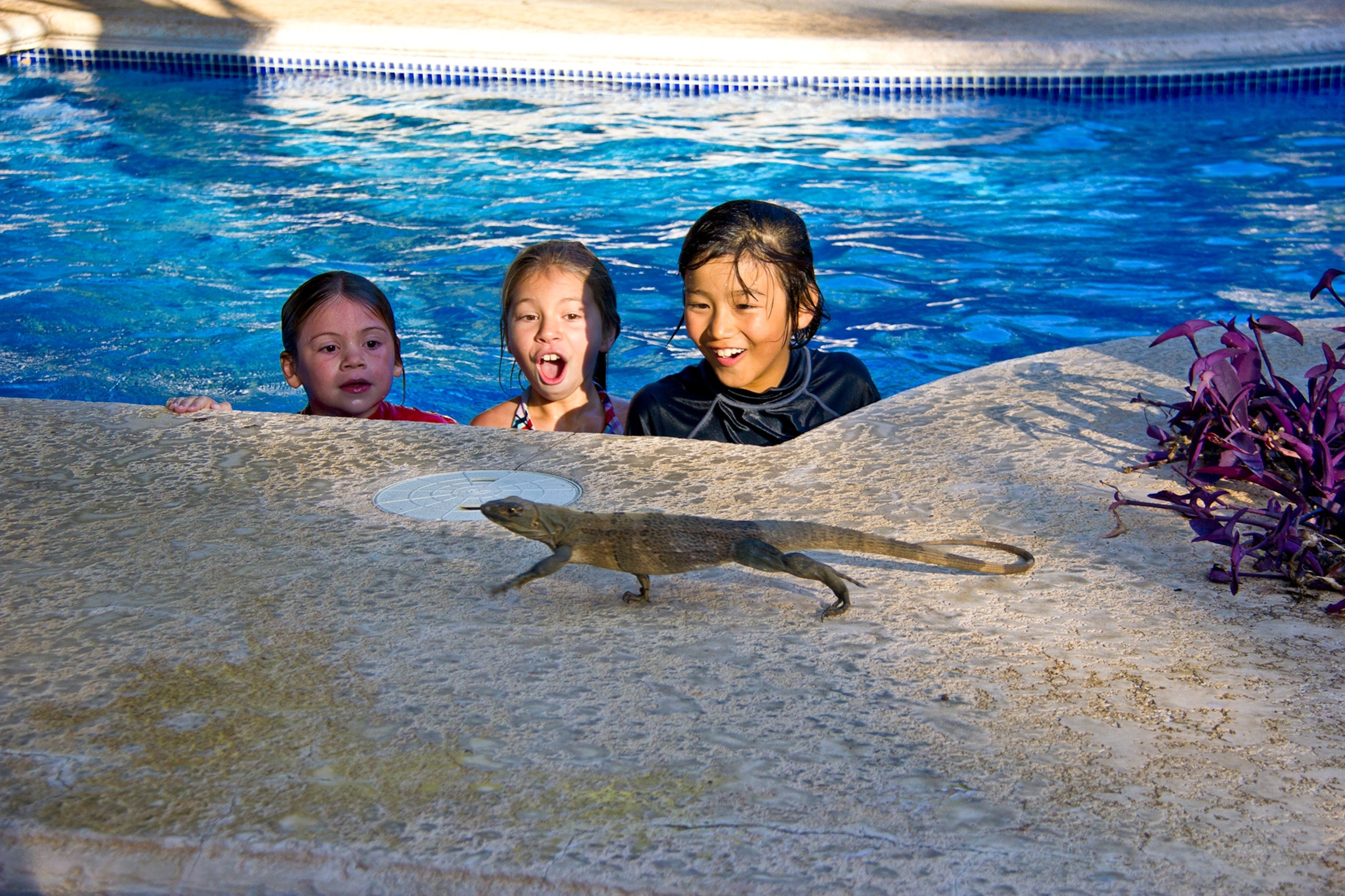 Three children look with suprise as a a lizard walks by them as they wade in a swimming pool.