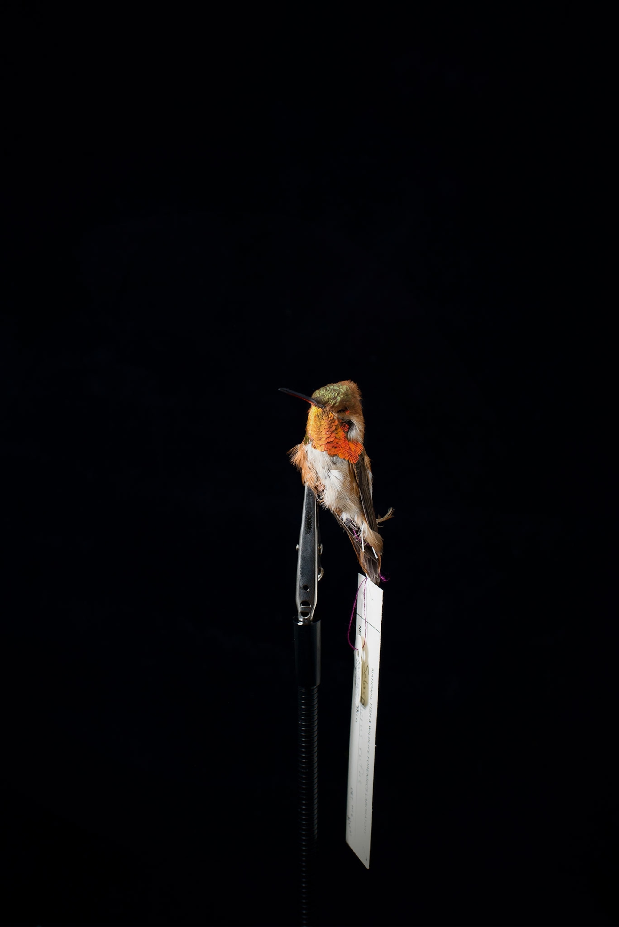 a dead hummingbird