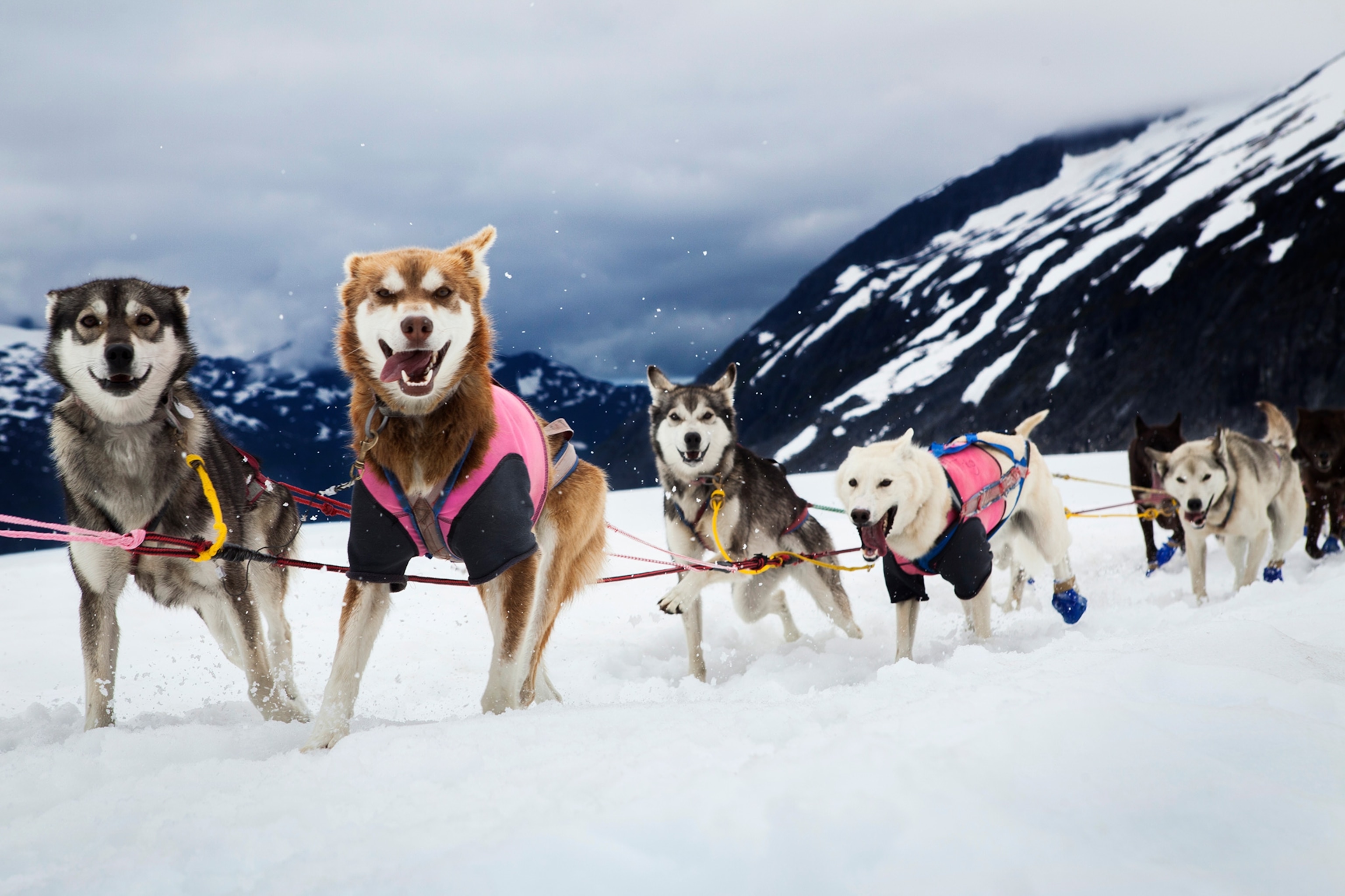 a team of sled dogs on the herbert glacier