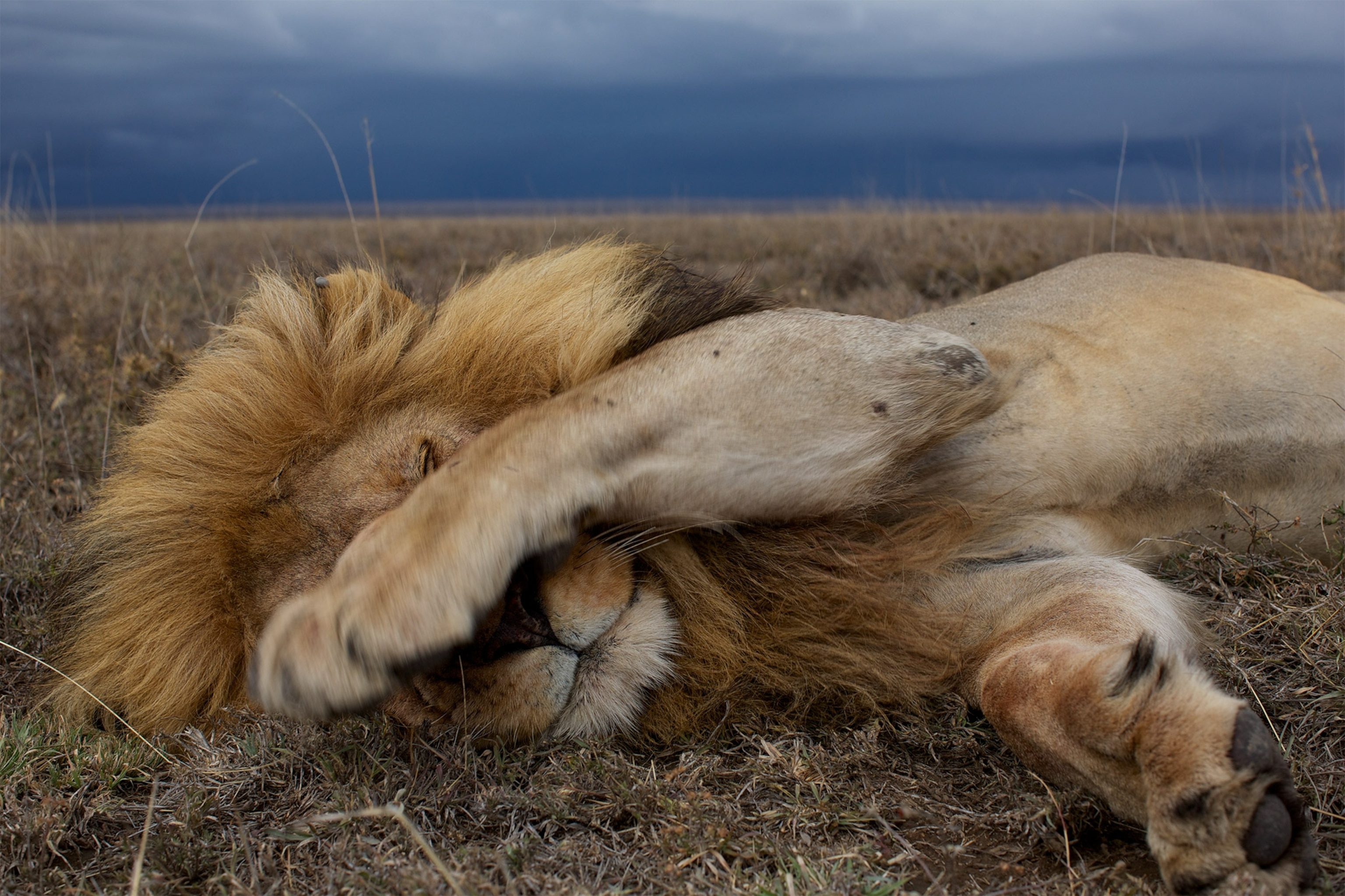 a lion sleeping in Tanzania
