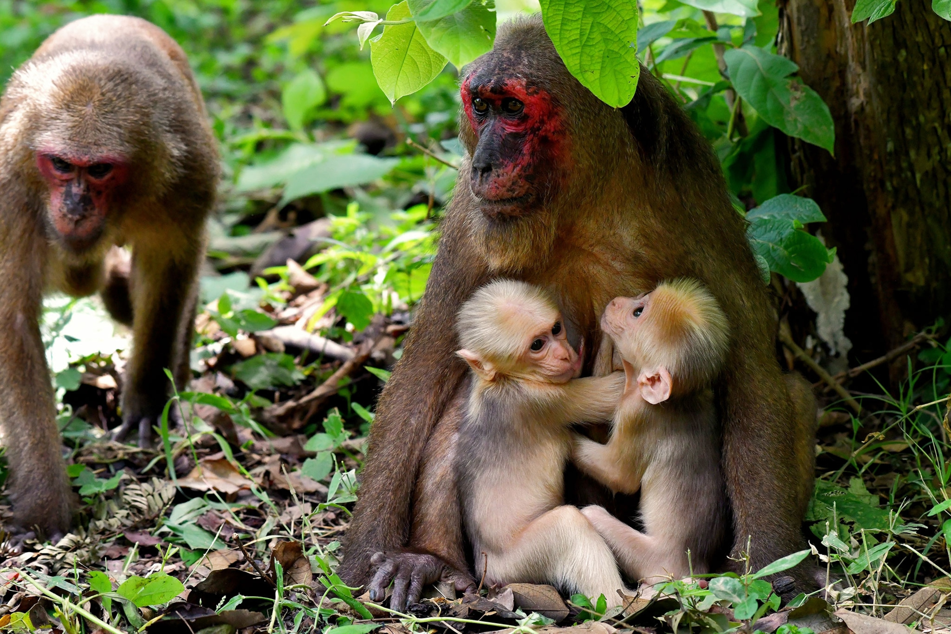 twin monkeys