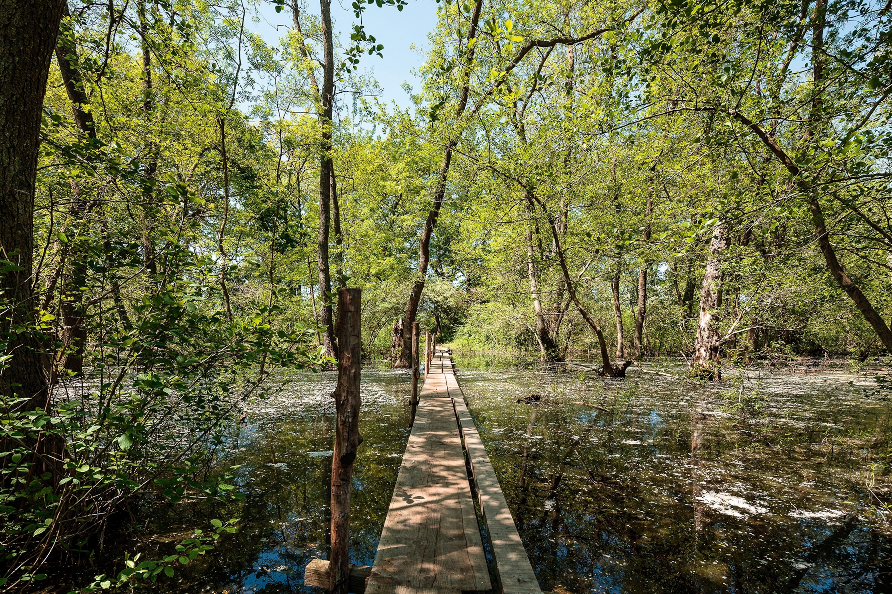 A boardwalk over shallow water through a forest.