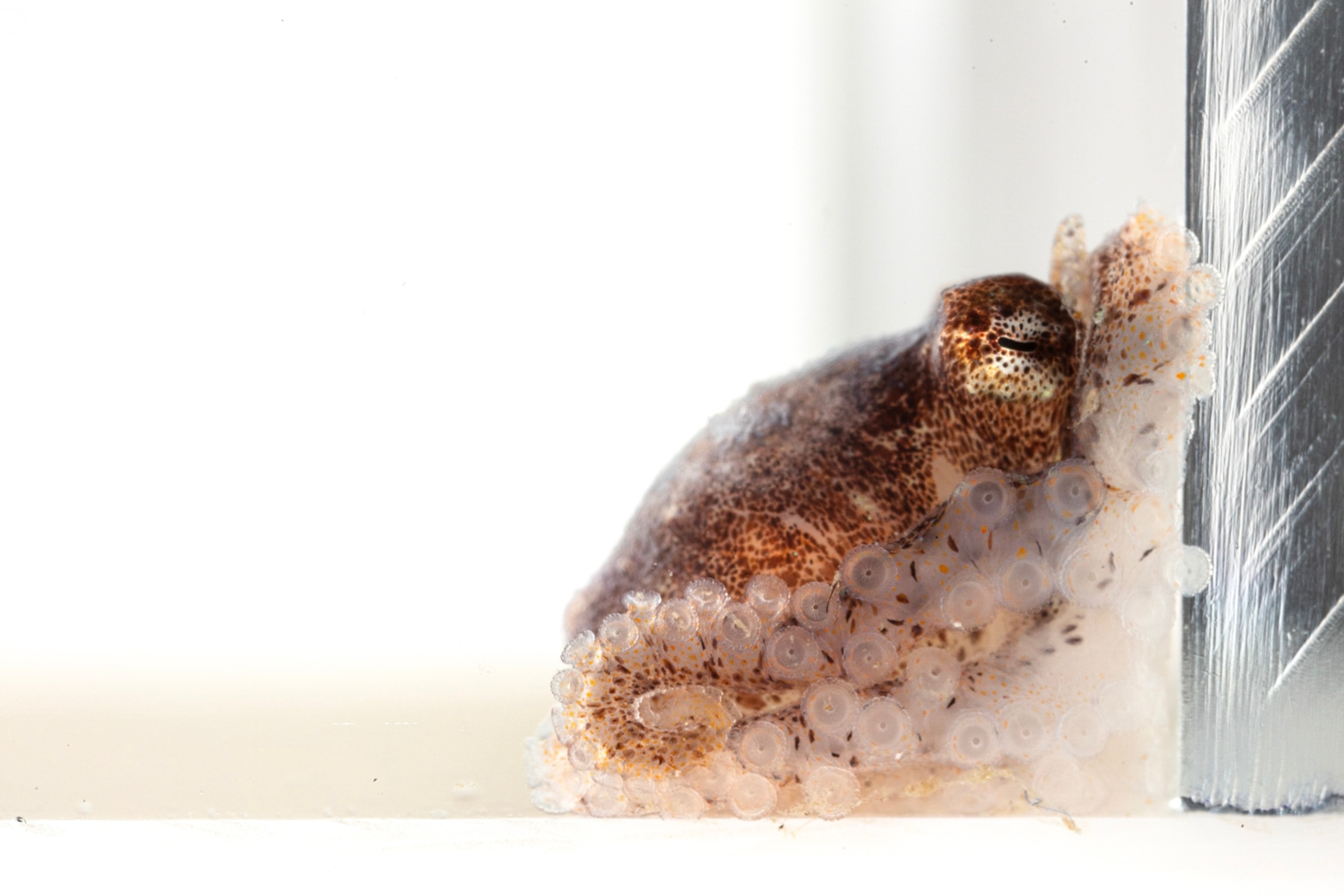 Baby octopus against its enclosure wall.