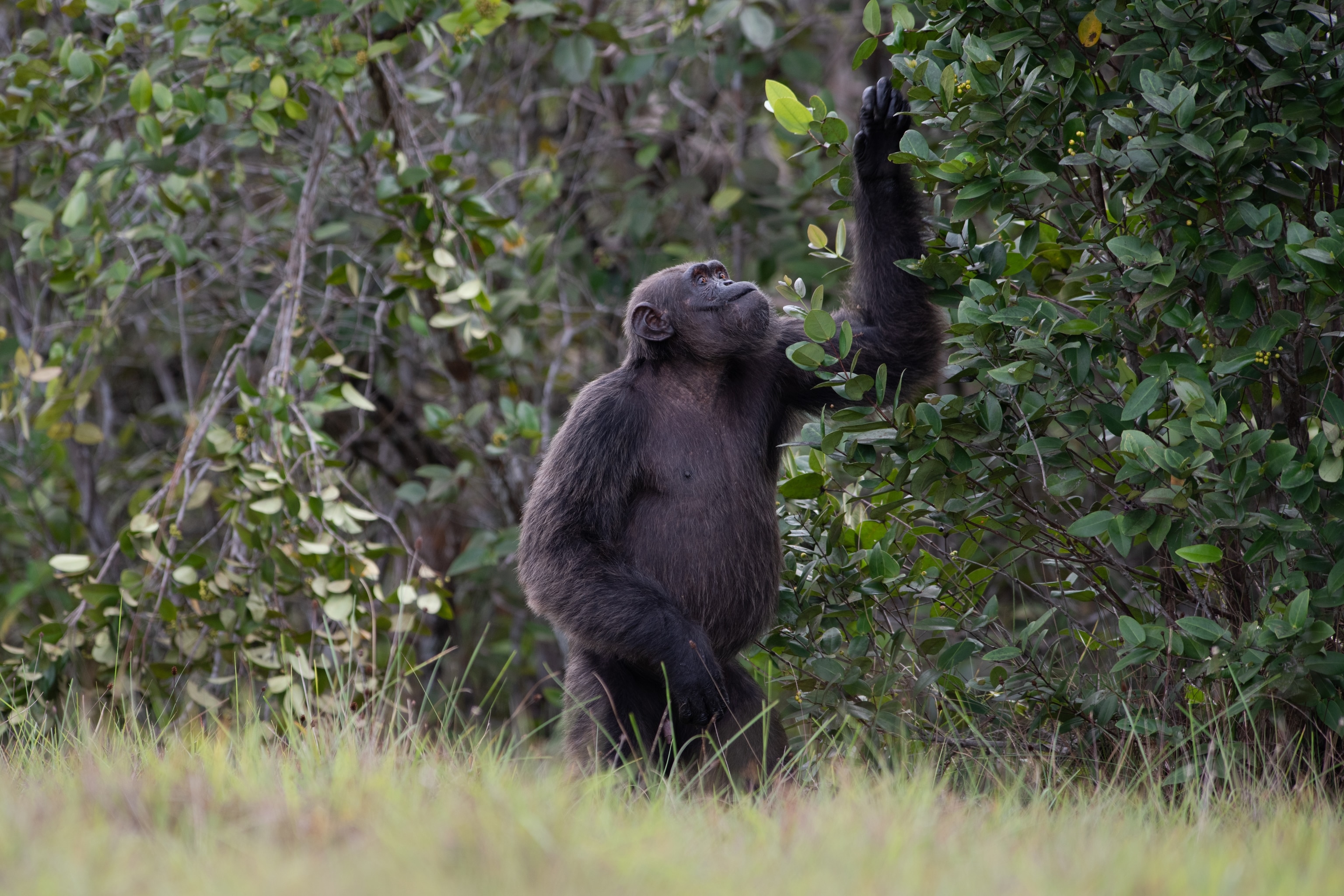 Chimp pulls and stares at branch looking intently for insect.