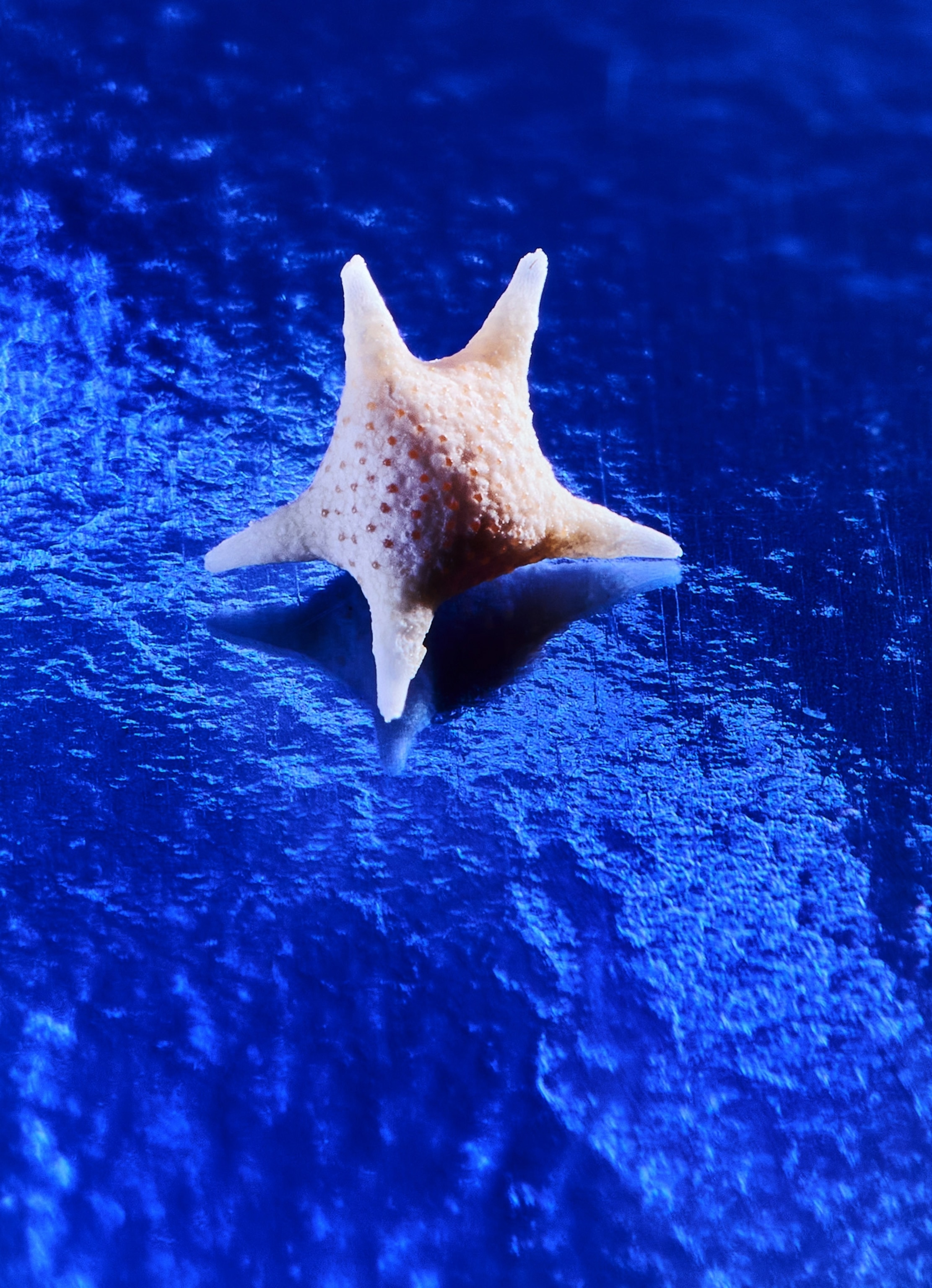 a single empty star shaped shell of unicellular microorganisms called Foraminifera