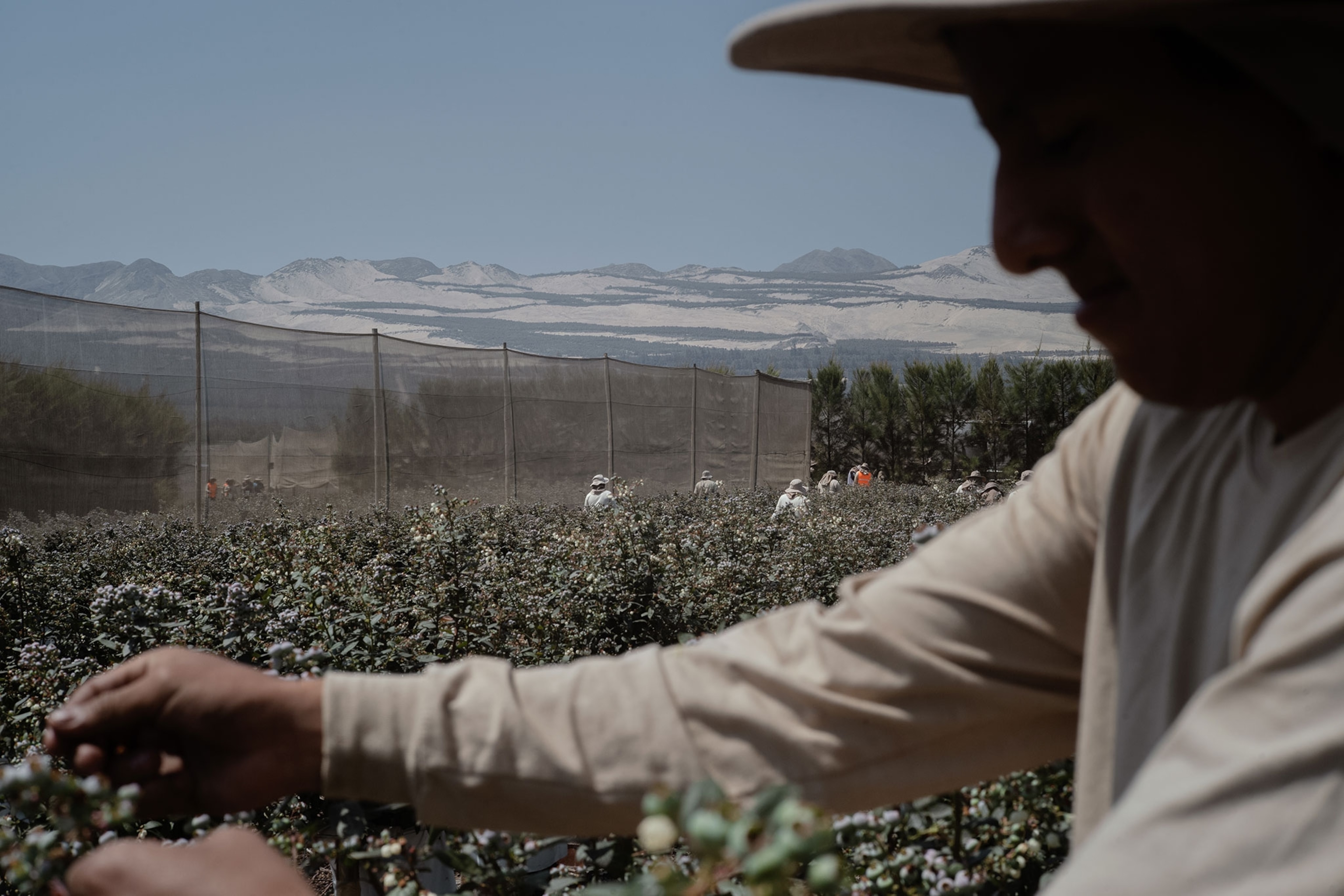A man picking blueberries in a field of bushes in front of mountains.