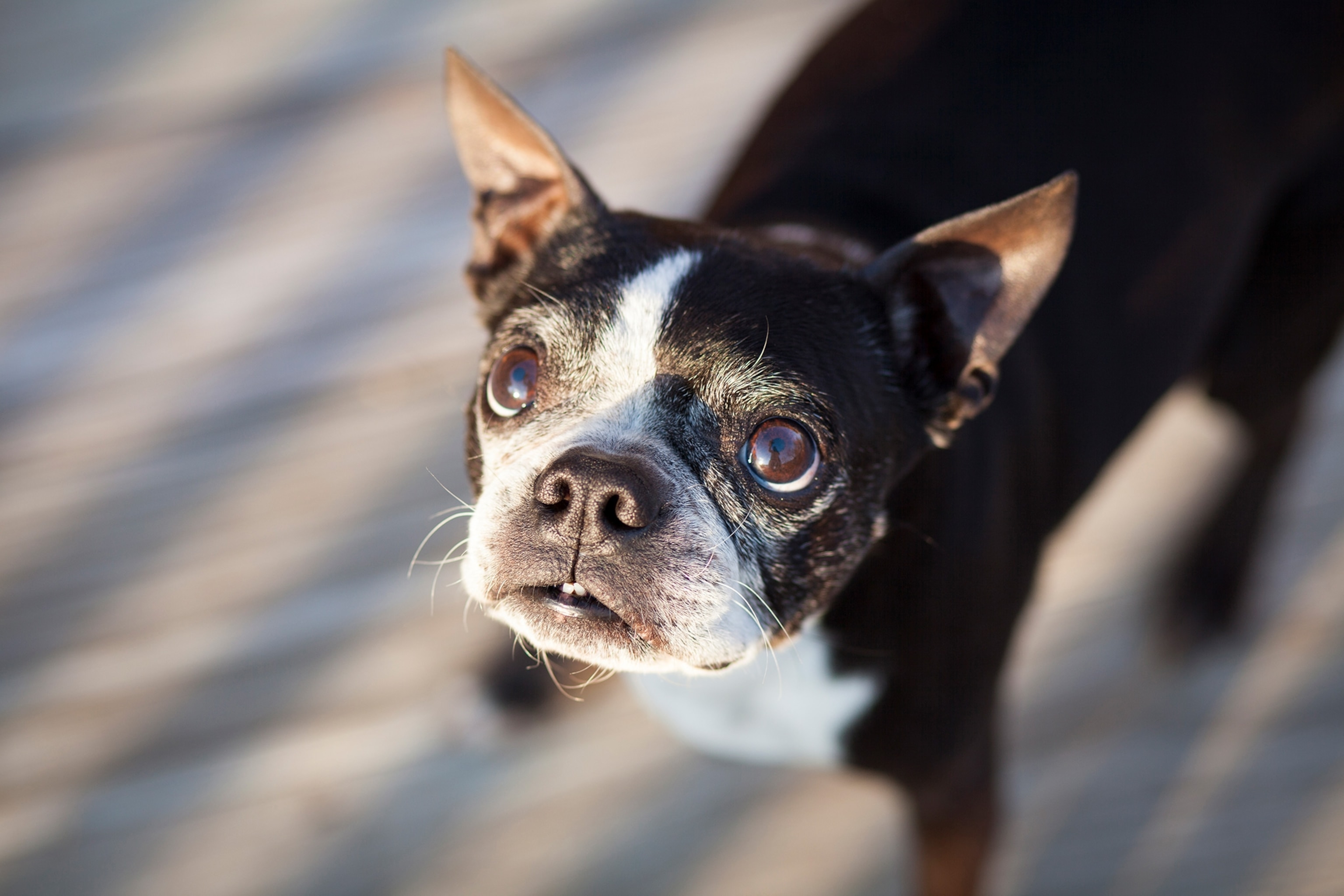 an older Boston terrier