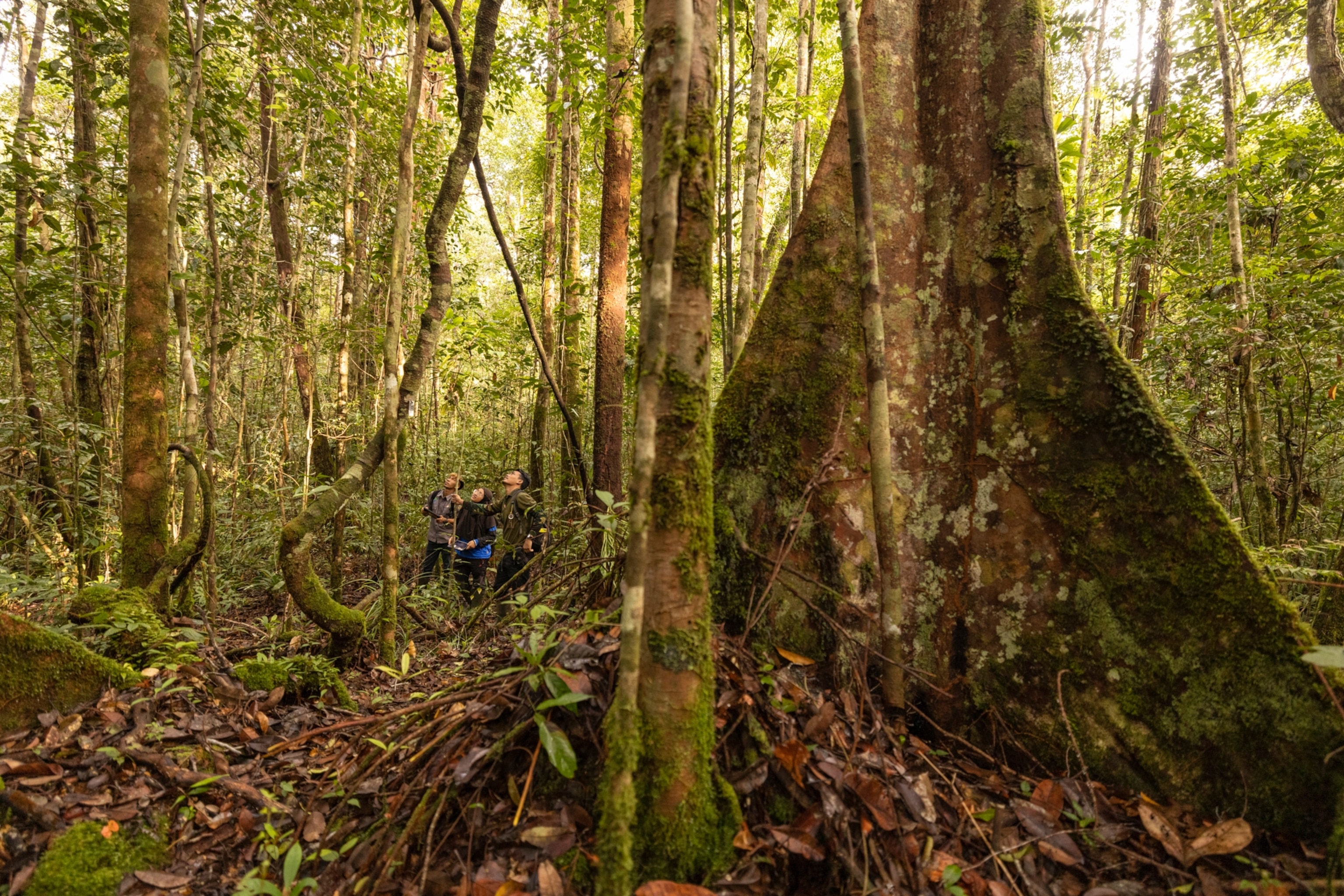 Autumn leaves cover the ground, and there are tree trunks with moss growing of all different sizes. The three researchers look up to collect data
