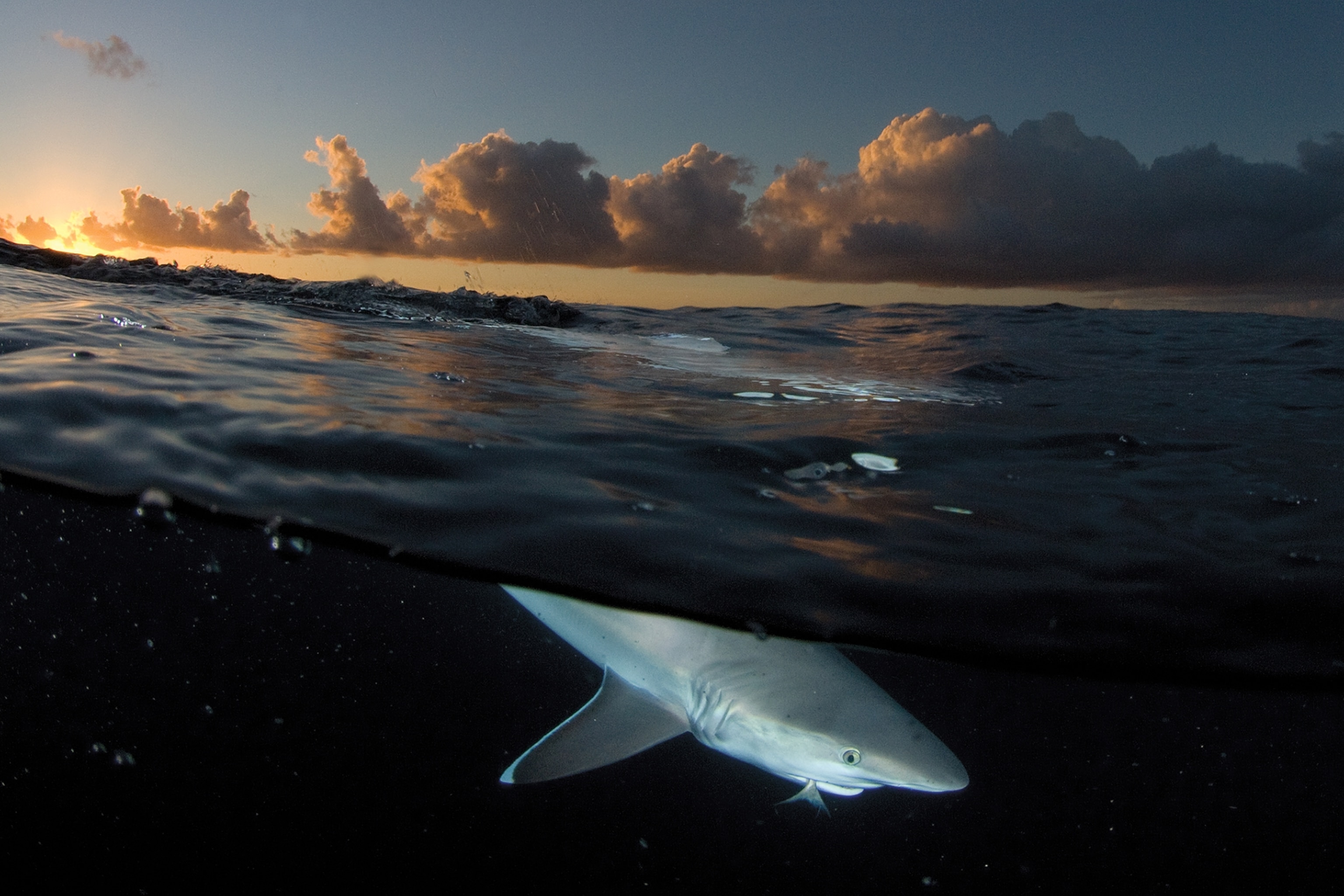 Picture of shark with fishtail sticking out of its mouth.