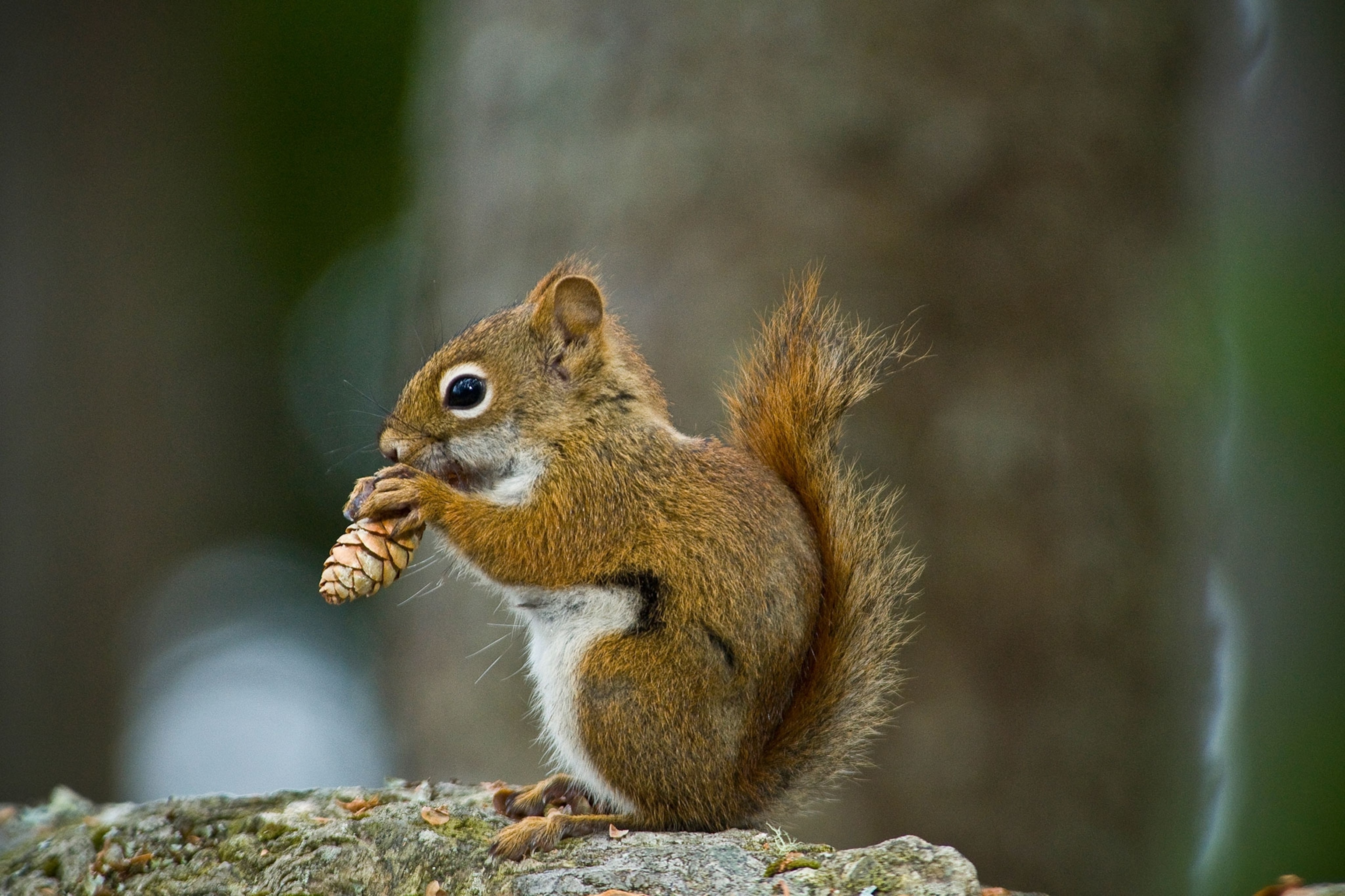 an American red squirrel chewing on a pine code