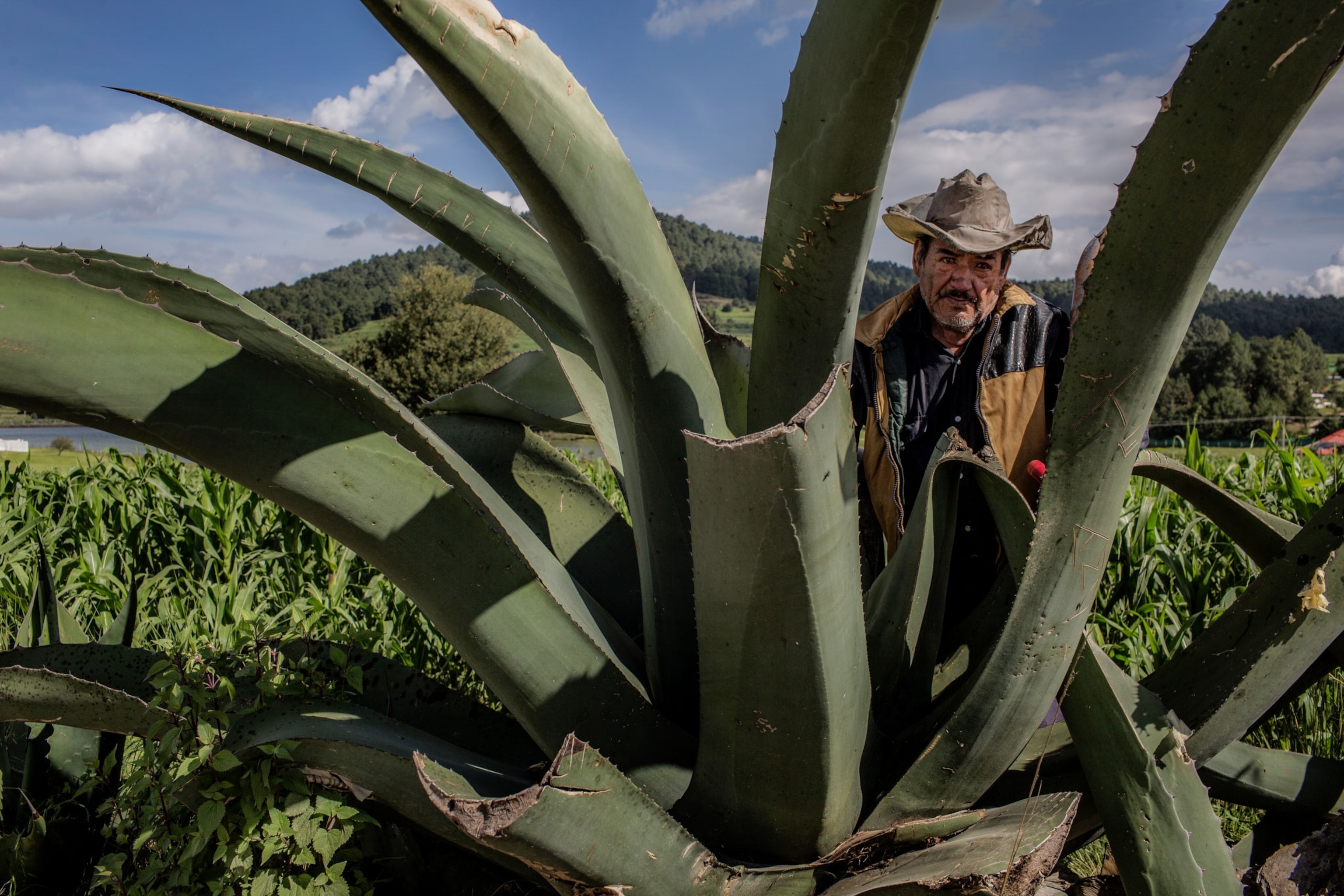 a man harvesting aqua miel from a pulque plant