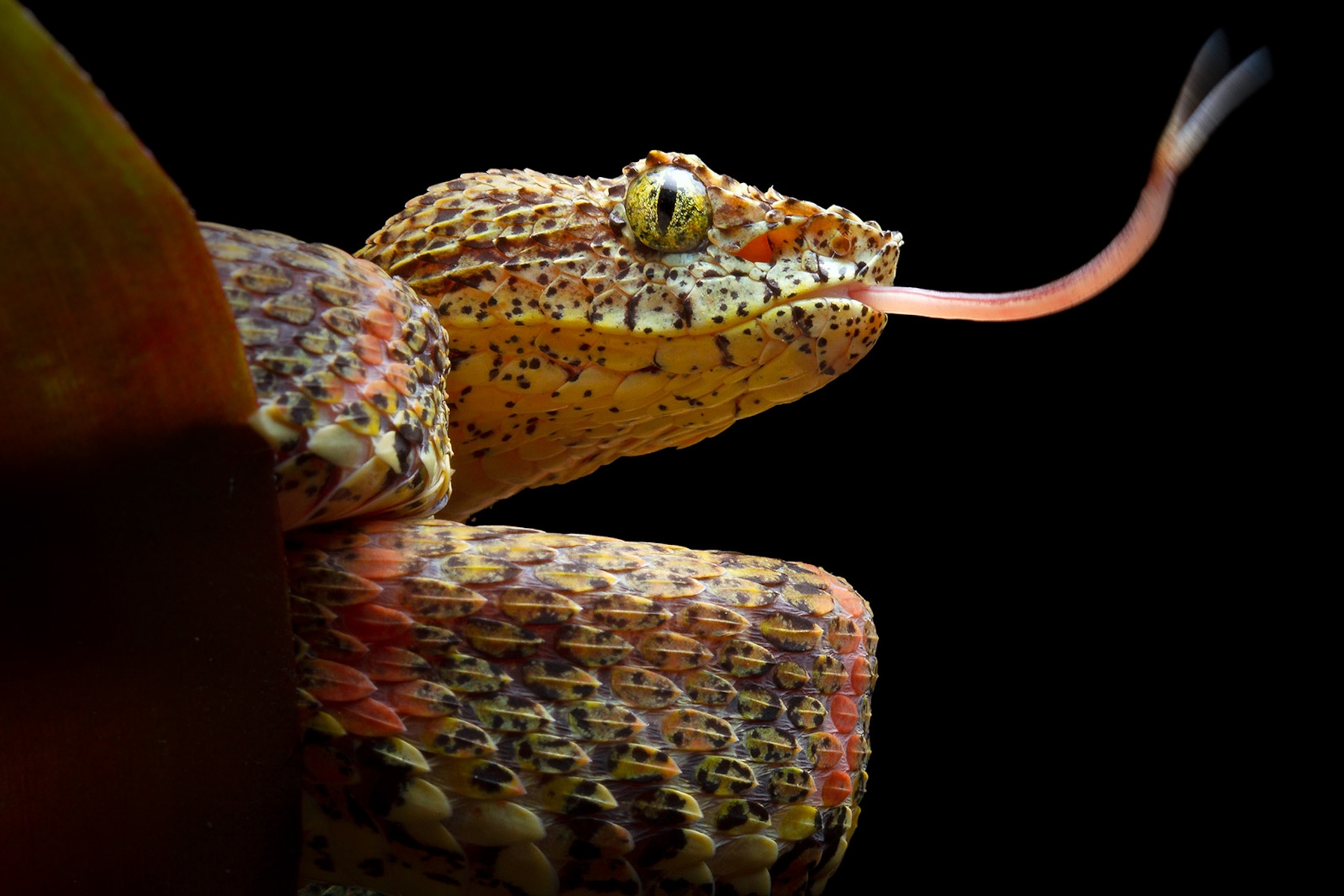 The head of a yellow and orange scaled snake with hints of purple and yellow eyes sticking it's tongue out.