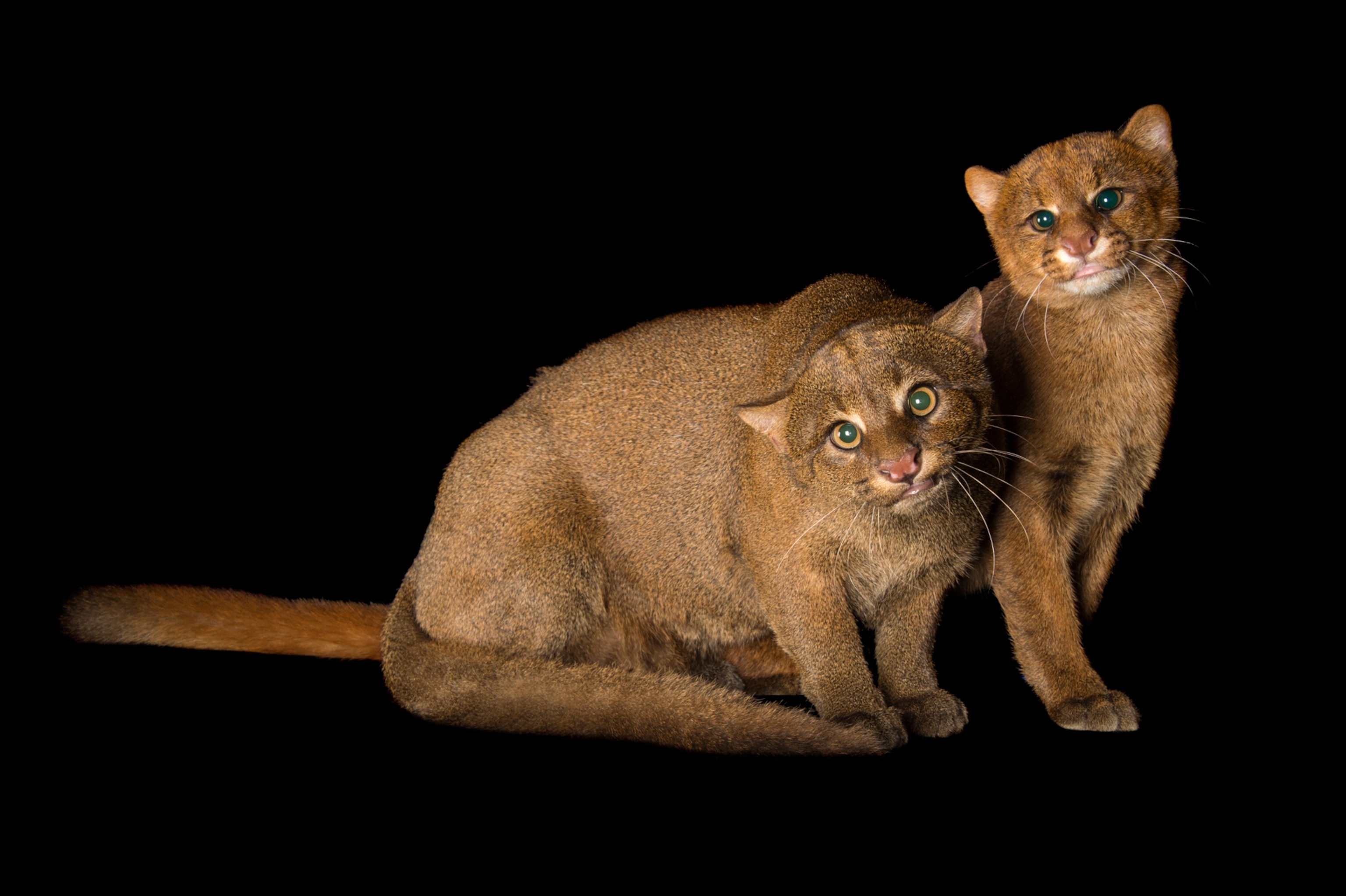 a two jaguarundis