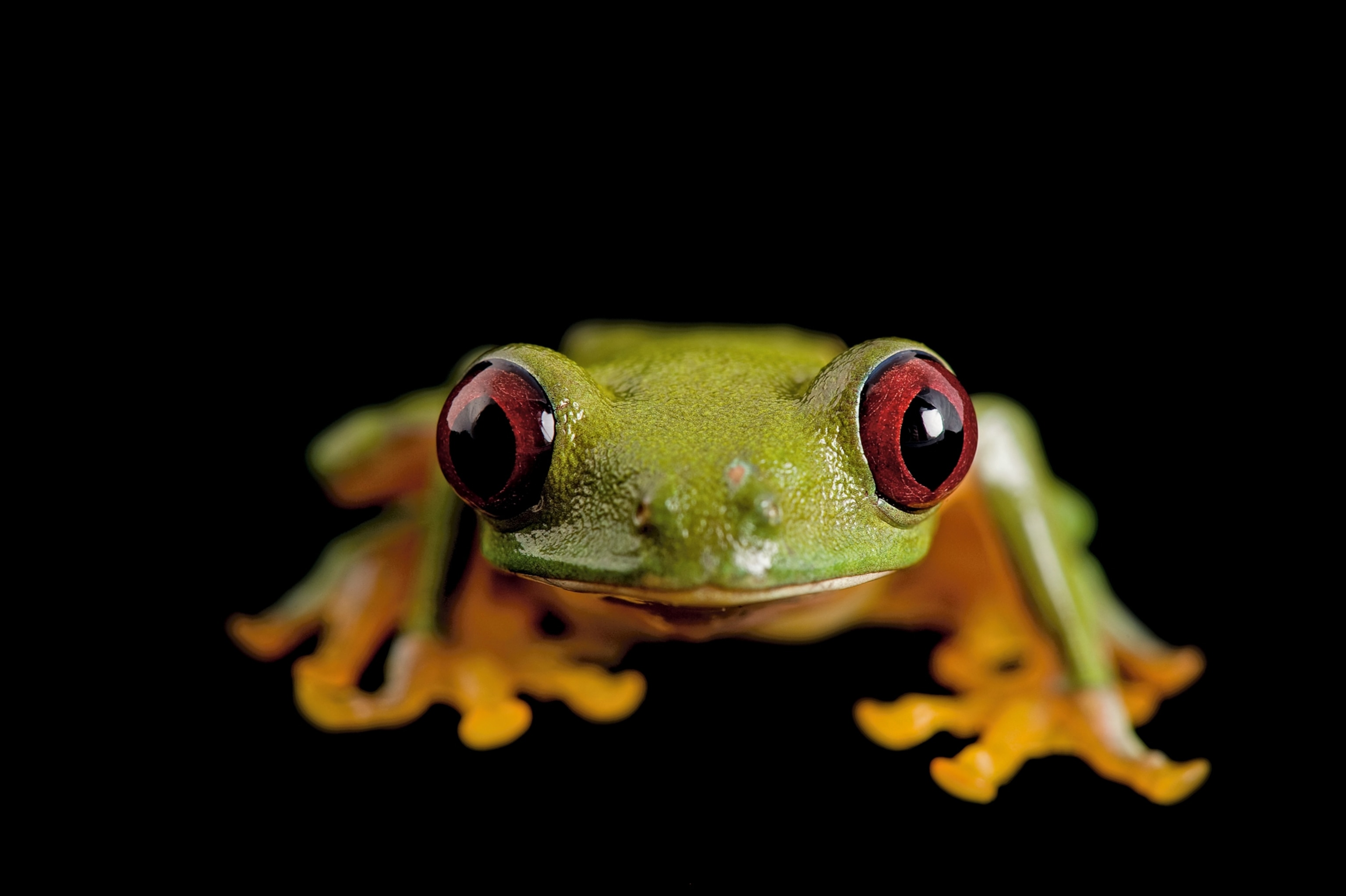 a pink-sided tree frog