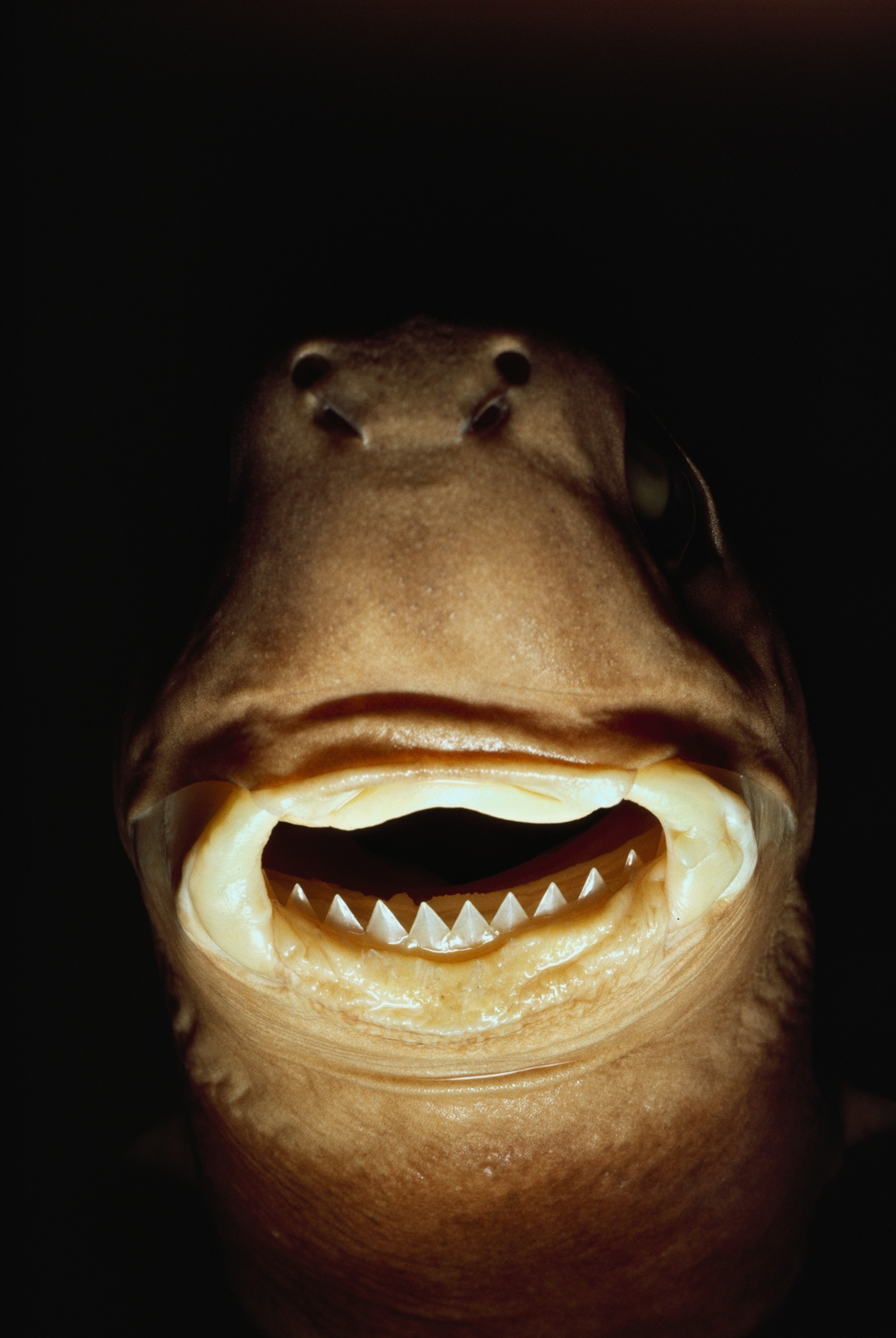 cookie cutter shark