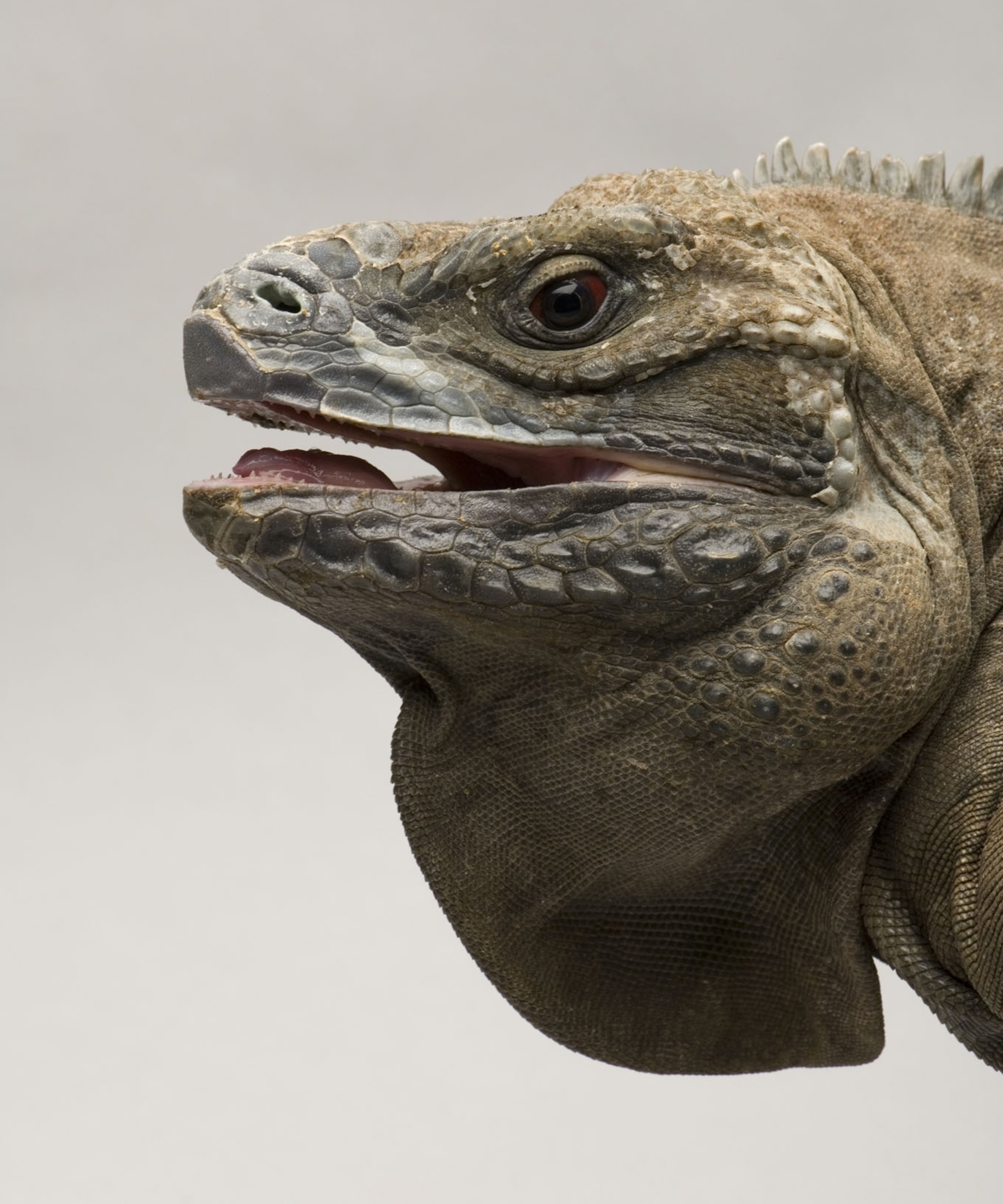 an iguana's face close up