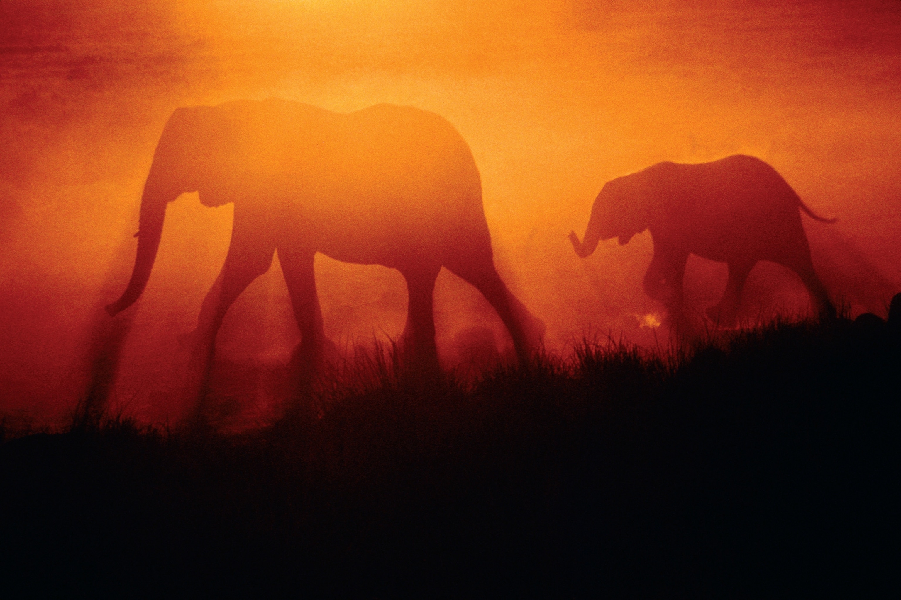 A silhouette of two elephants walking wiht a deep orange sunset.