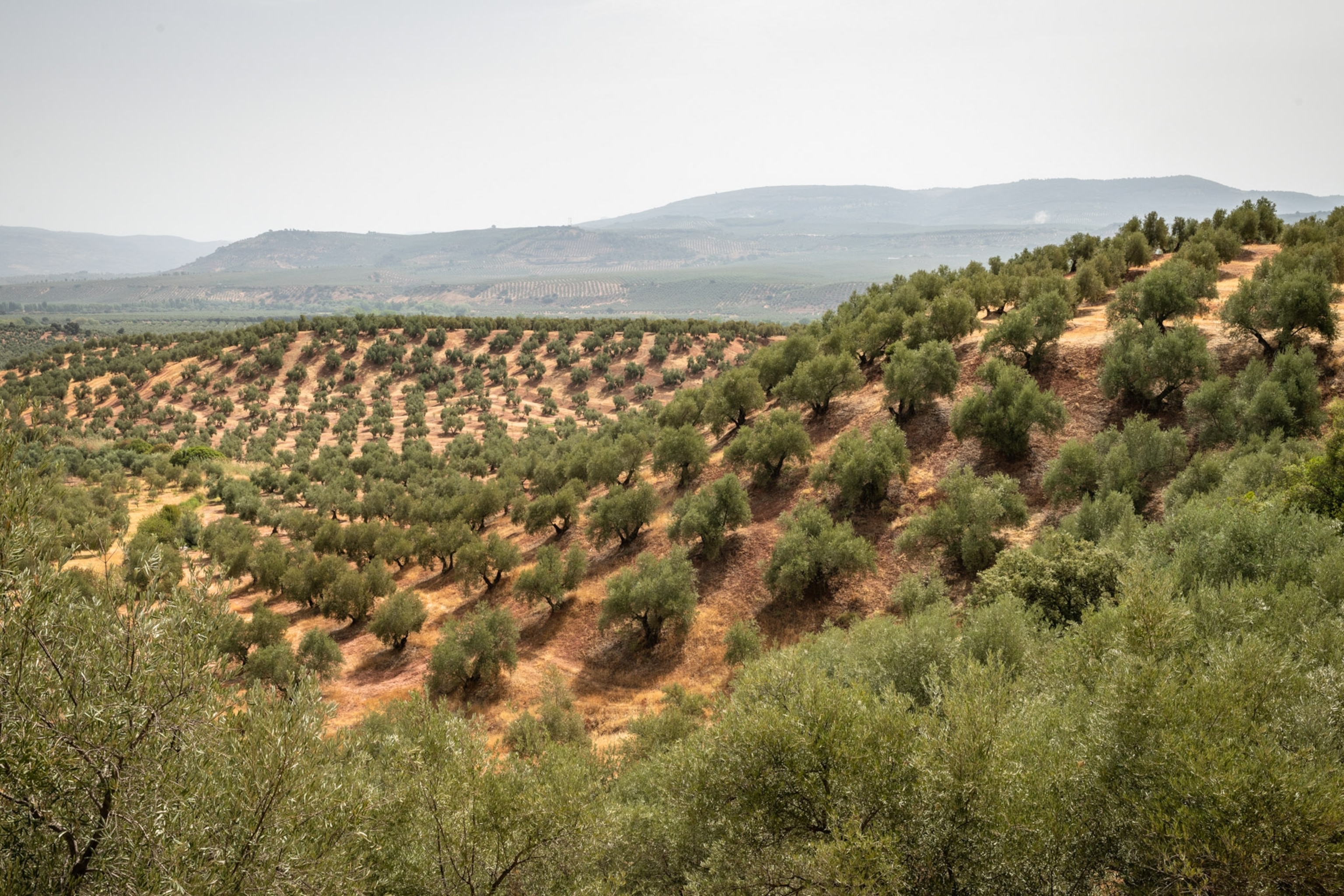 A grove of olive trees across a hilly landscape.
