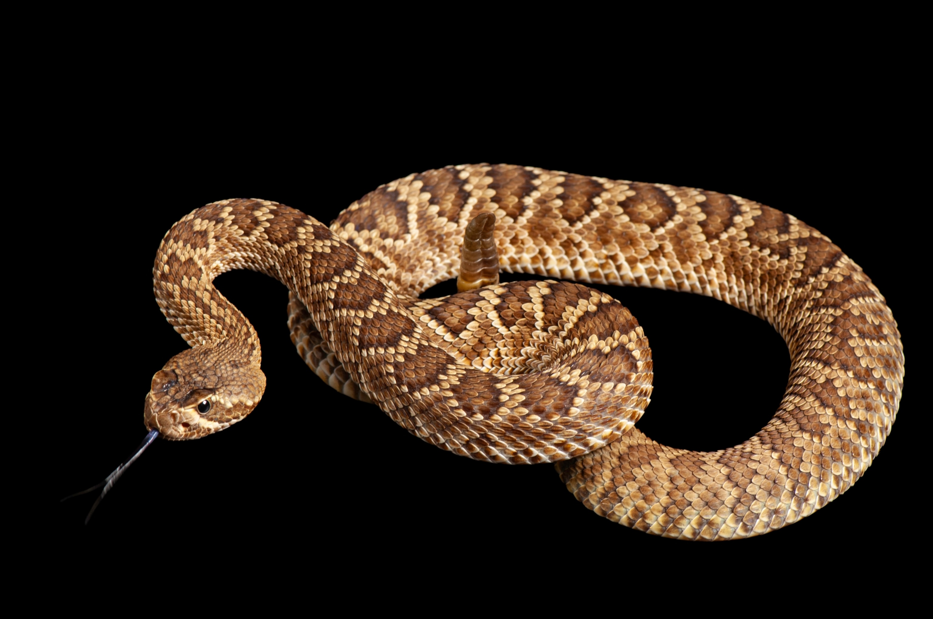 A Mojave rattlesnake
