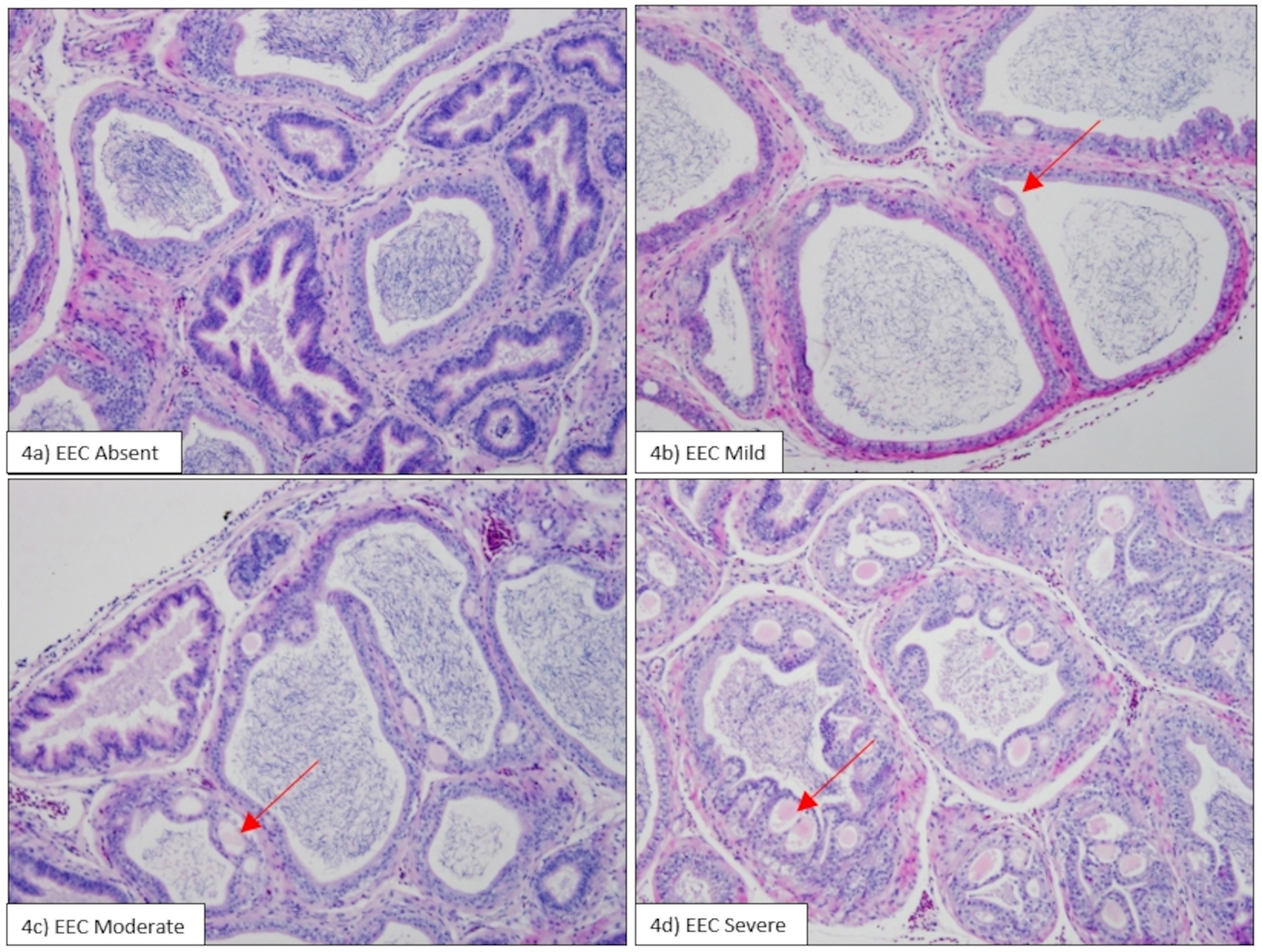 scans of a quail's epididymis