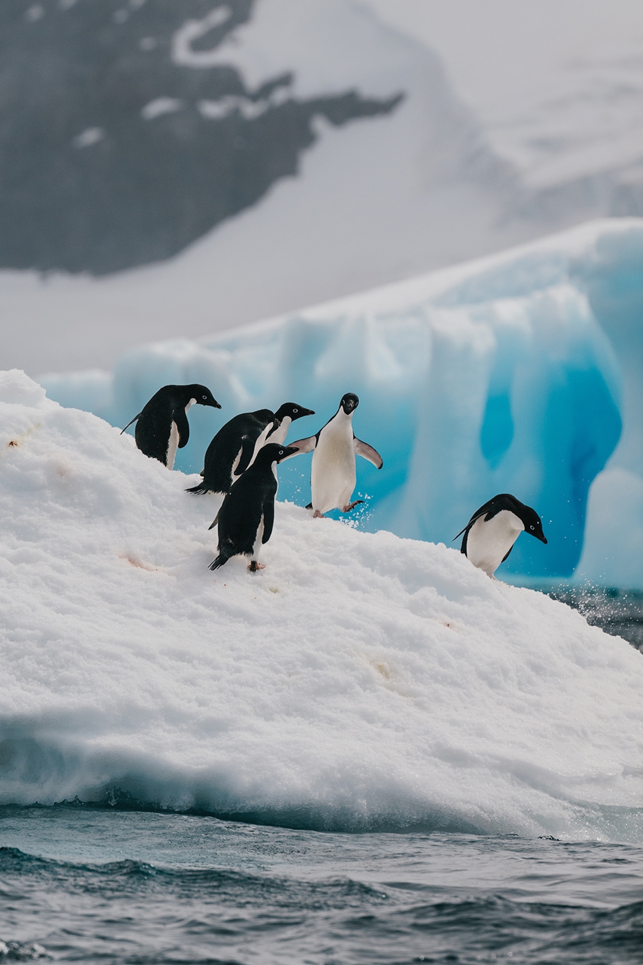 A group of penguins waking down the steep slope of an iceberg.