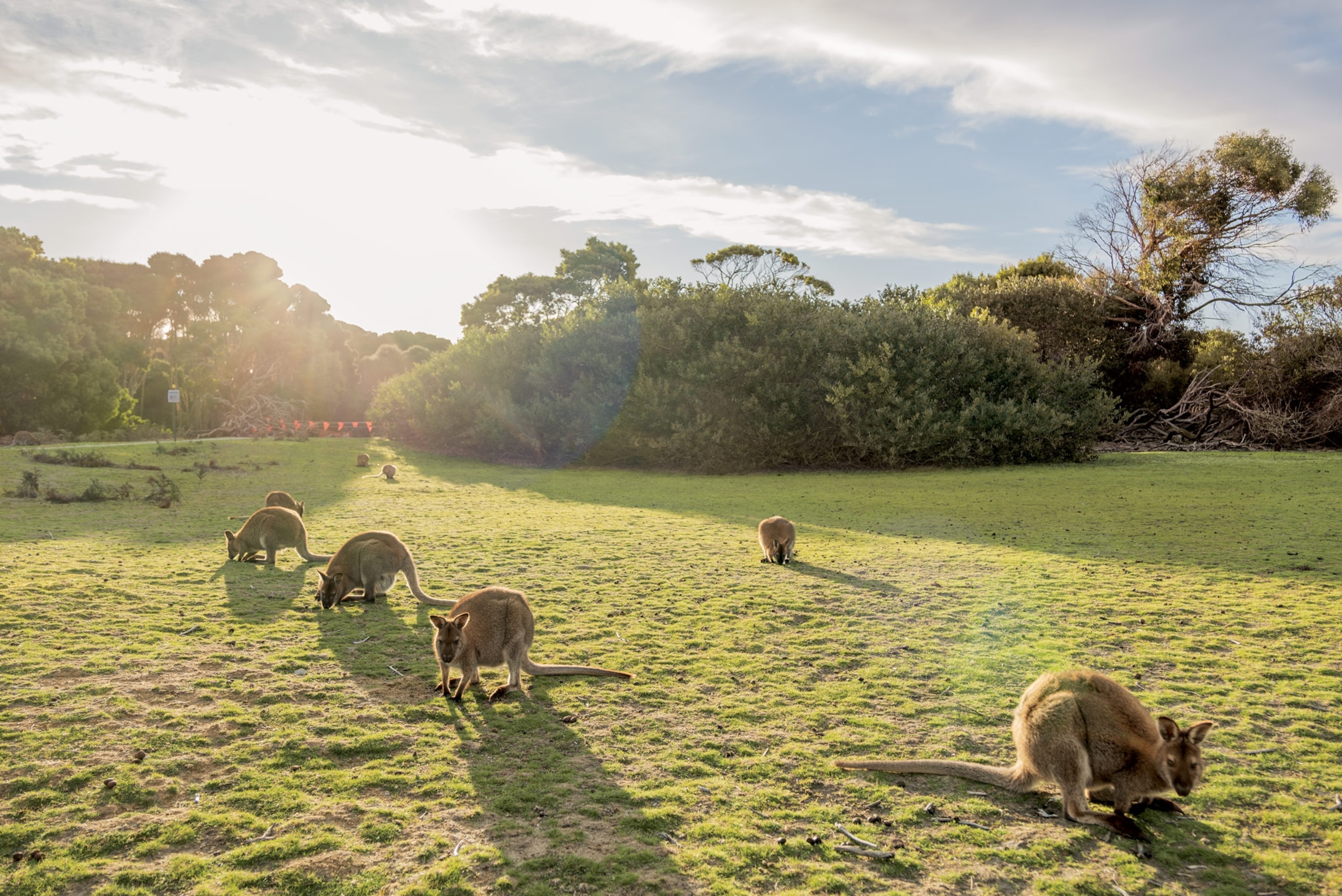 wallabies in tasmania, australia
