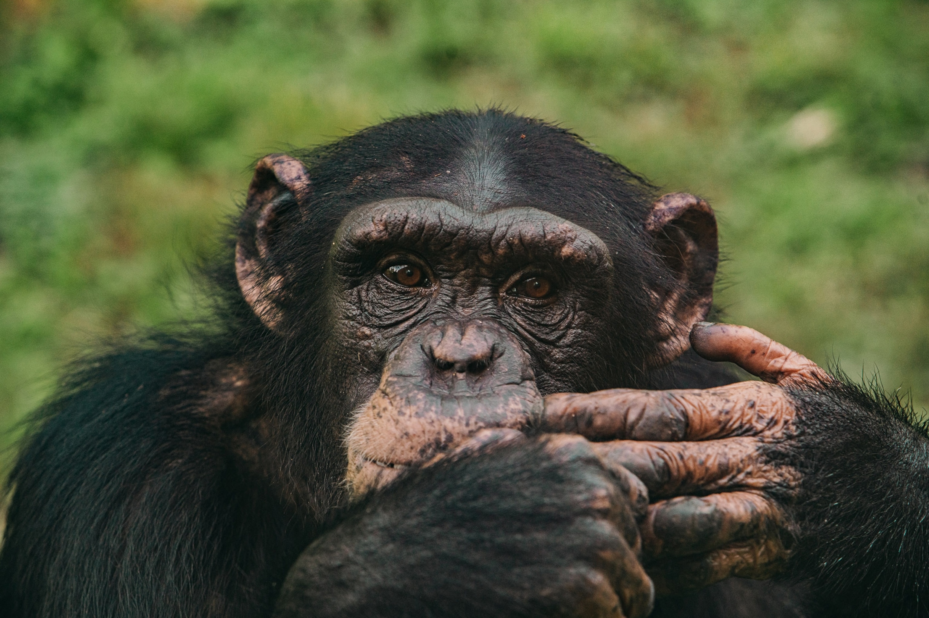 a Haylee a 10 year old female chimp