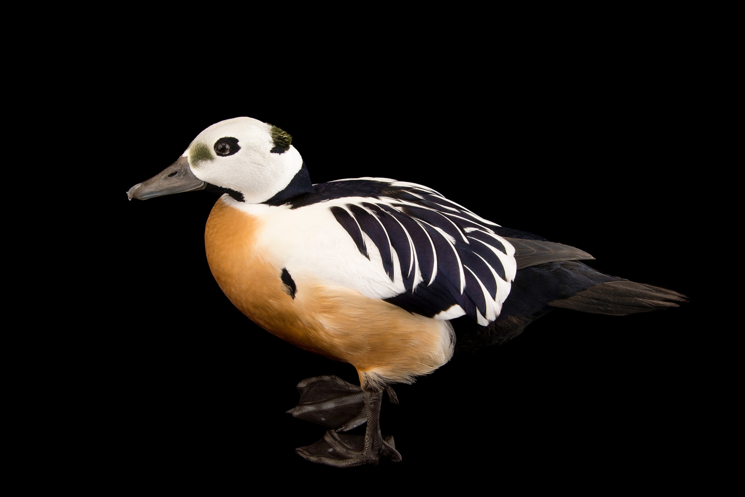 a threatened male Steller's eider