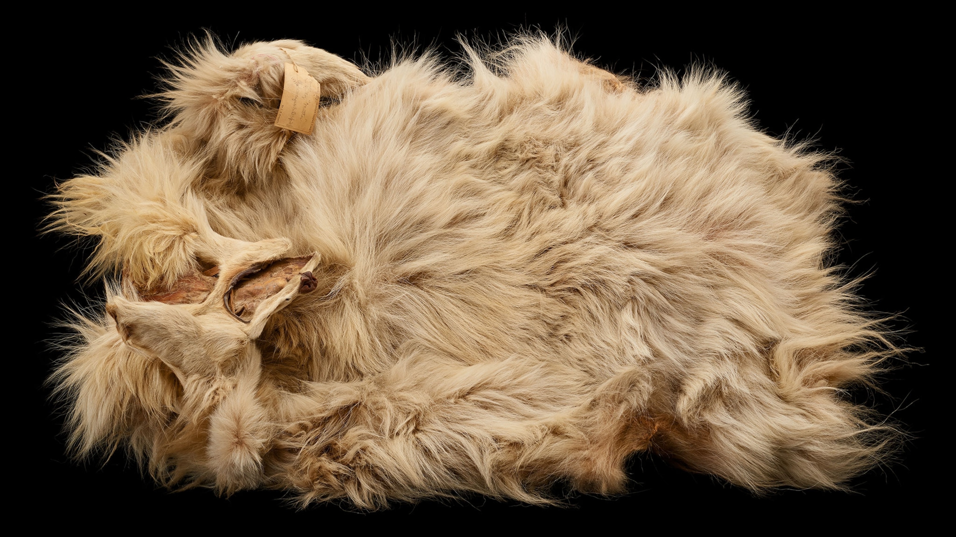 The 160-year-old pelt, which is rectangular in shape, is tan and white and fluffy of the woolly dog Mutton laying against a black background.