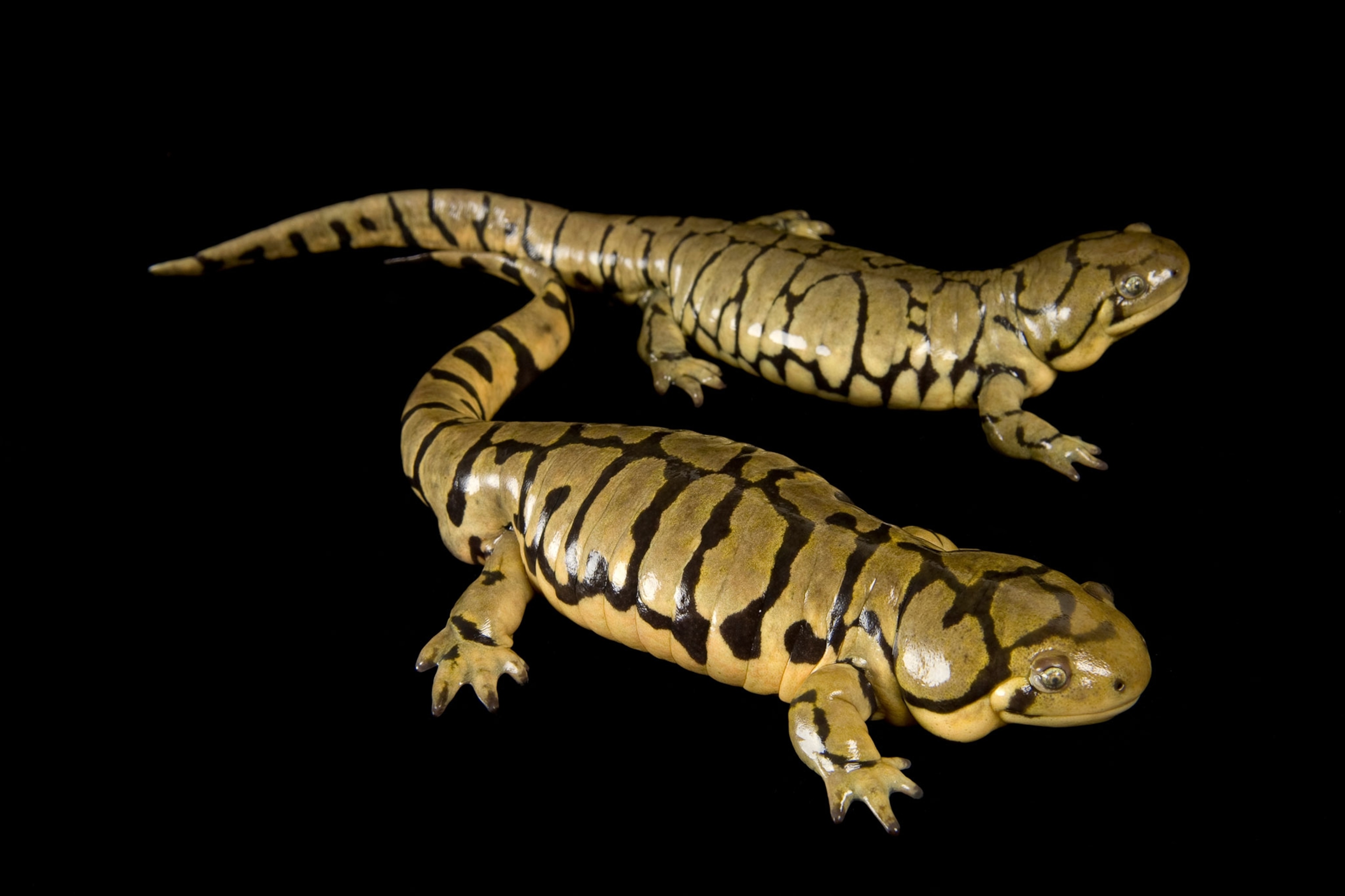 two banded tiger salamanders