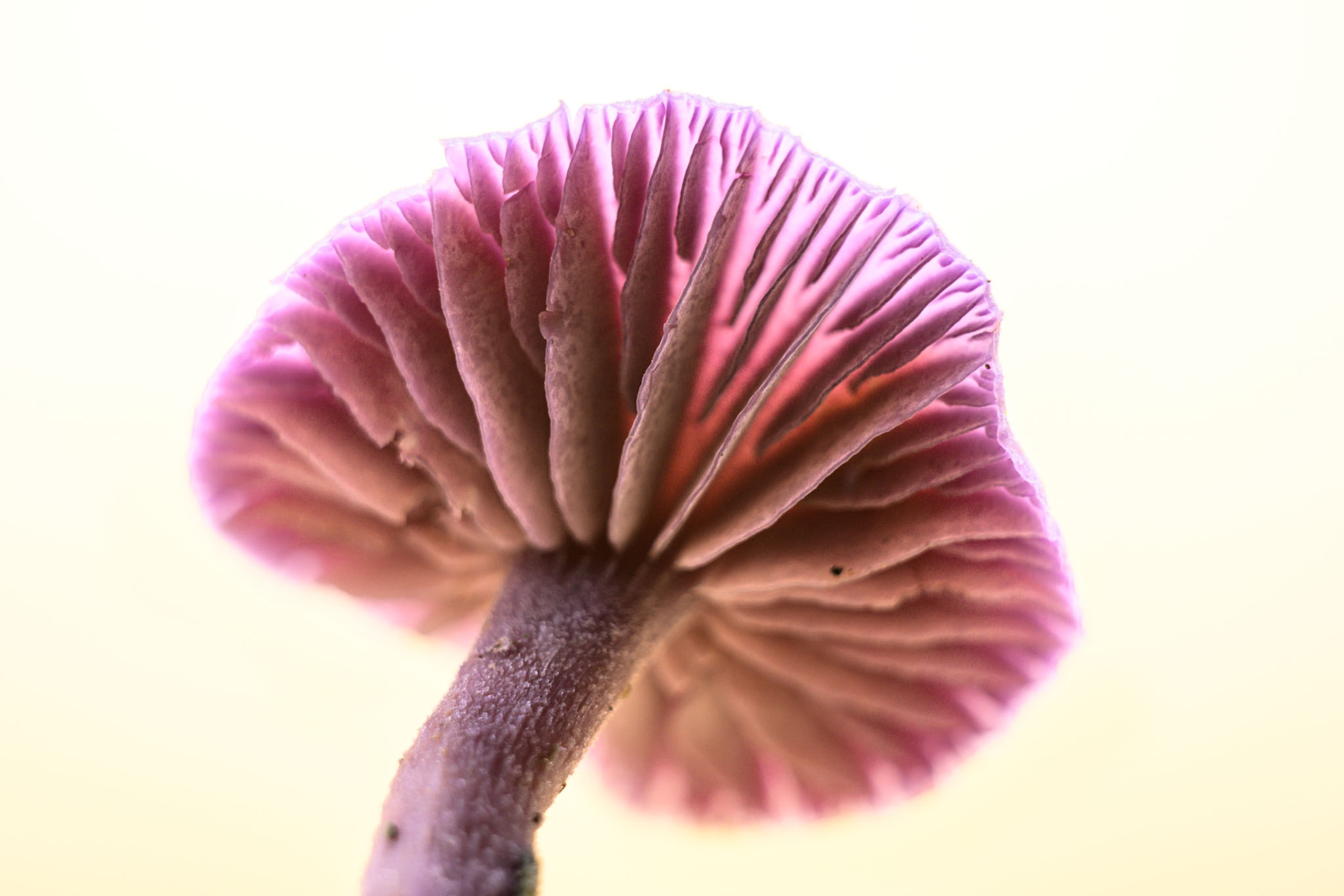 pink underside of mushroom's cap.