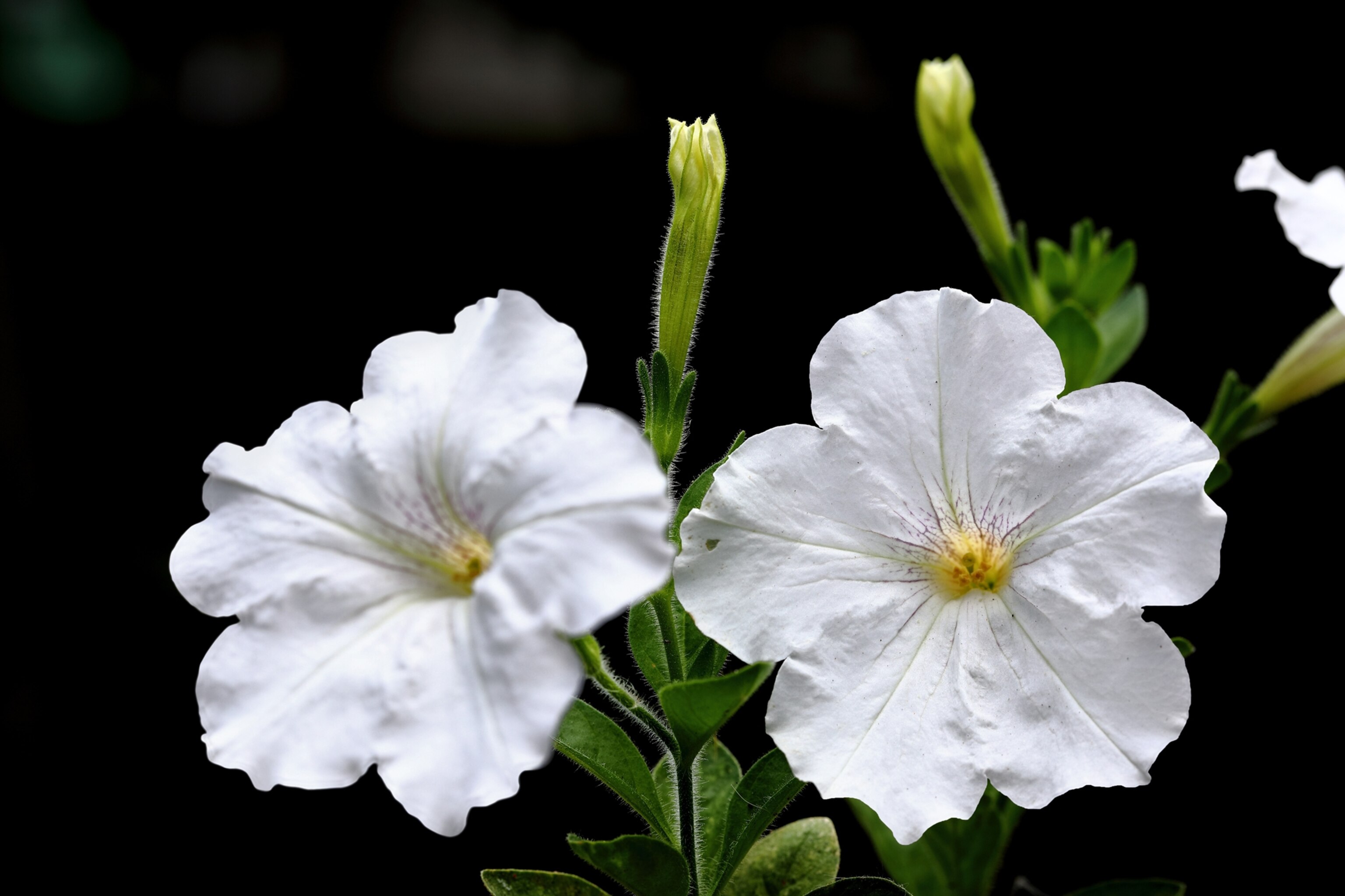 Picture of white petunias.